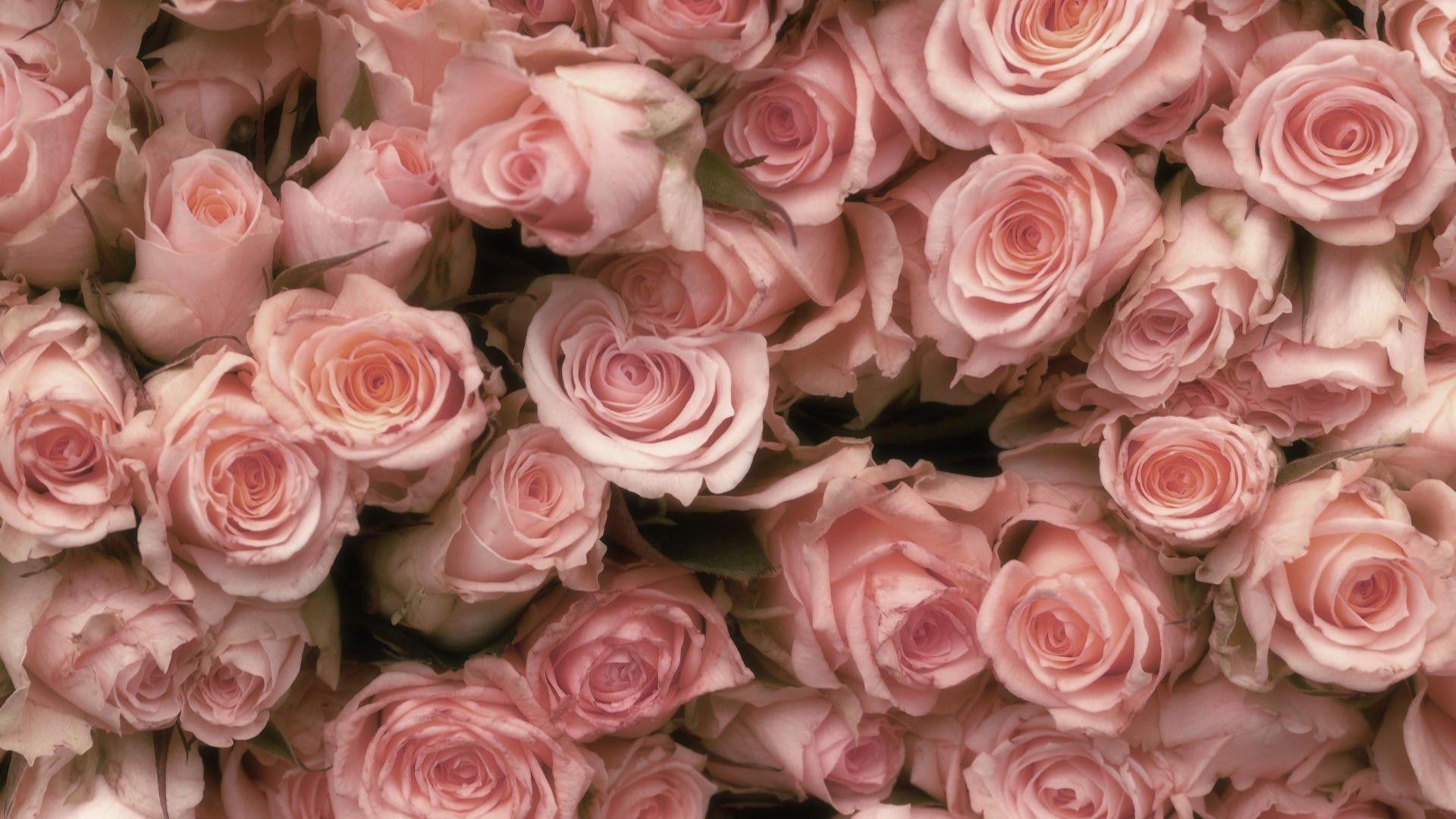 4449880-pink-roses-wallpapers | Francine Belle