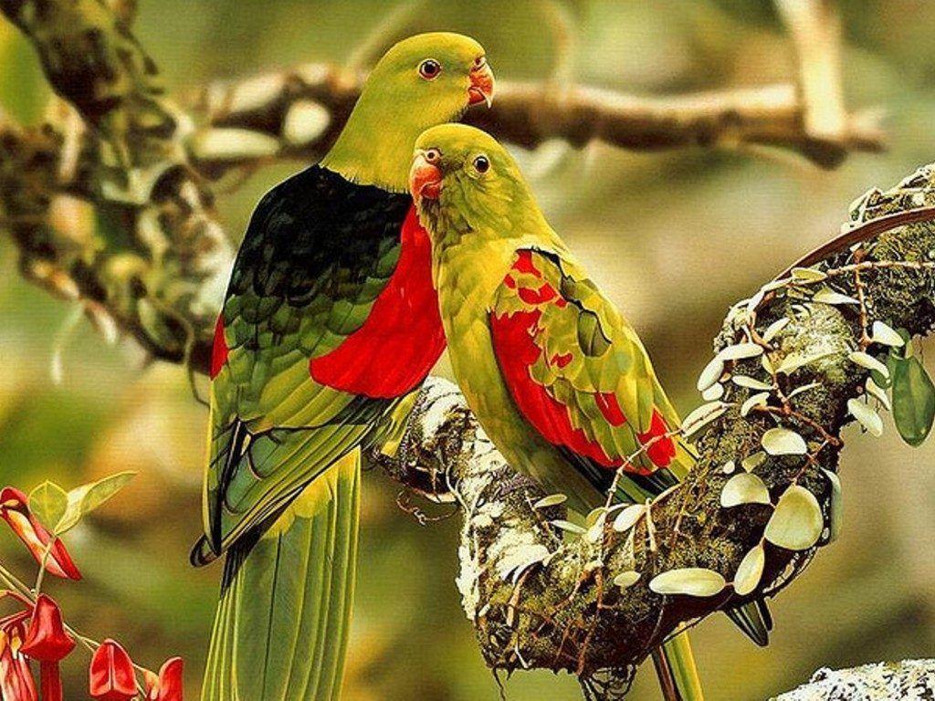 1024x768 Cute Birds HD Wallpaper Free Downloadto5animations.com Wallpaper, Gifs, Background, Image