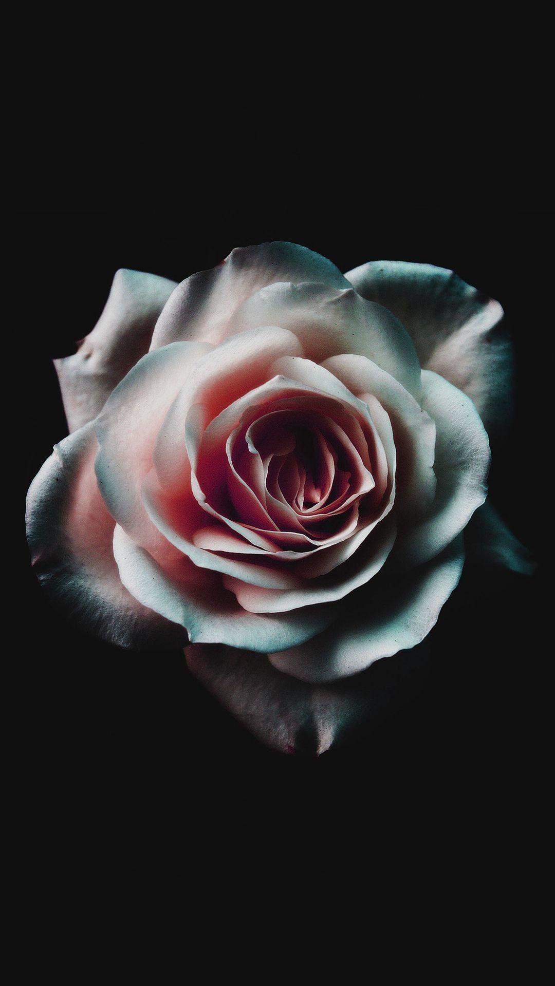 Tumblr Roses HD Wallpapers - Top Free Tumblr Roses HD Backgrounds -  WallpaperAccess