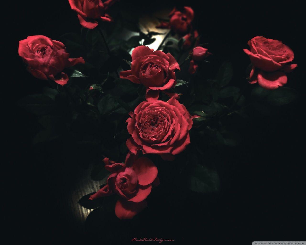 1280x1024 Dark Rose Wallpaper
