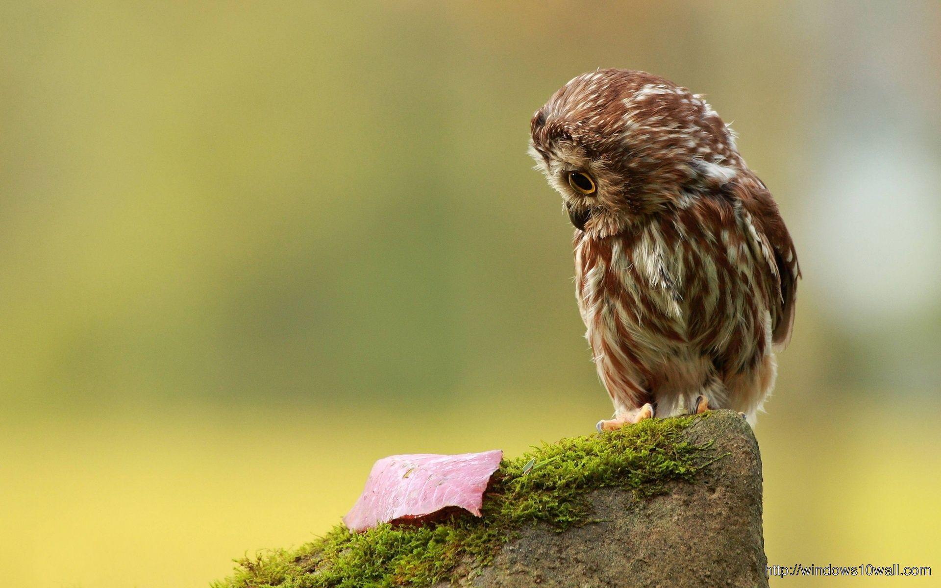 1920x1200 Owl feel sad HD Birds wallpaper