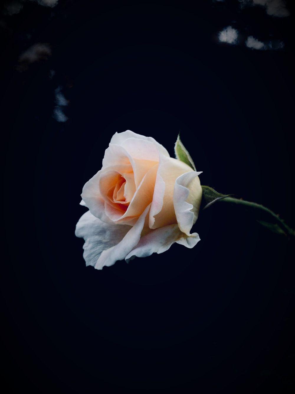 1000x1333 shallow focus photo of white rose photo