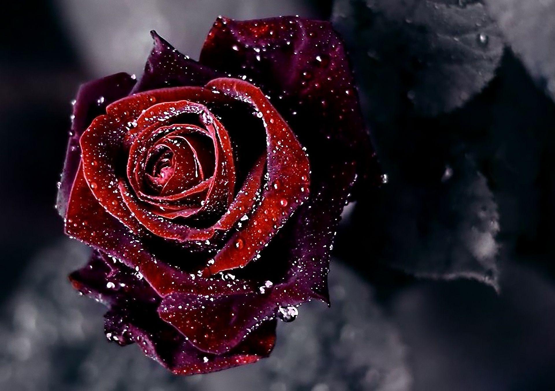 1920x1352 flower wallpaper, rose, drops, dew. HD Desktop Wallpaper 165