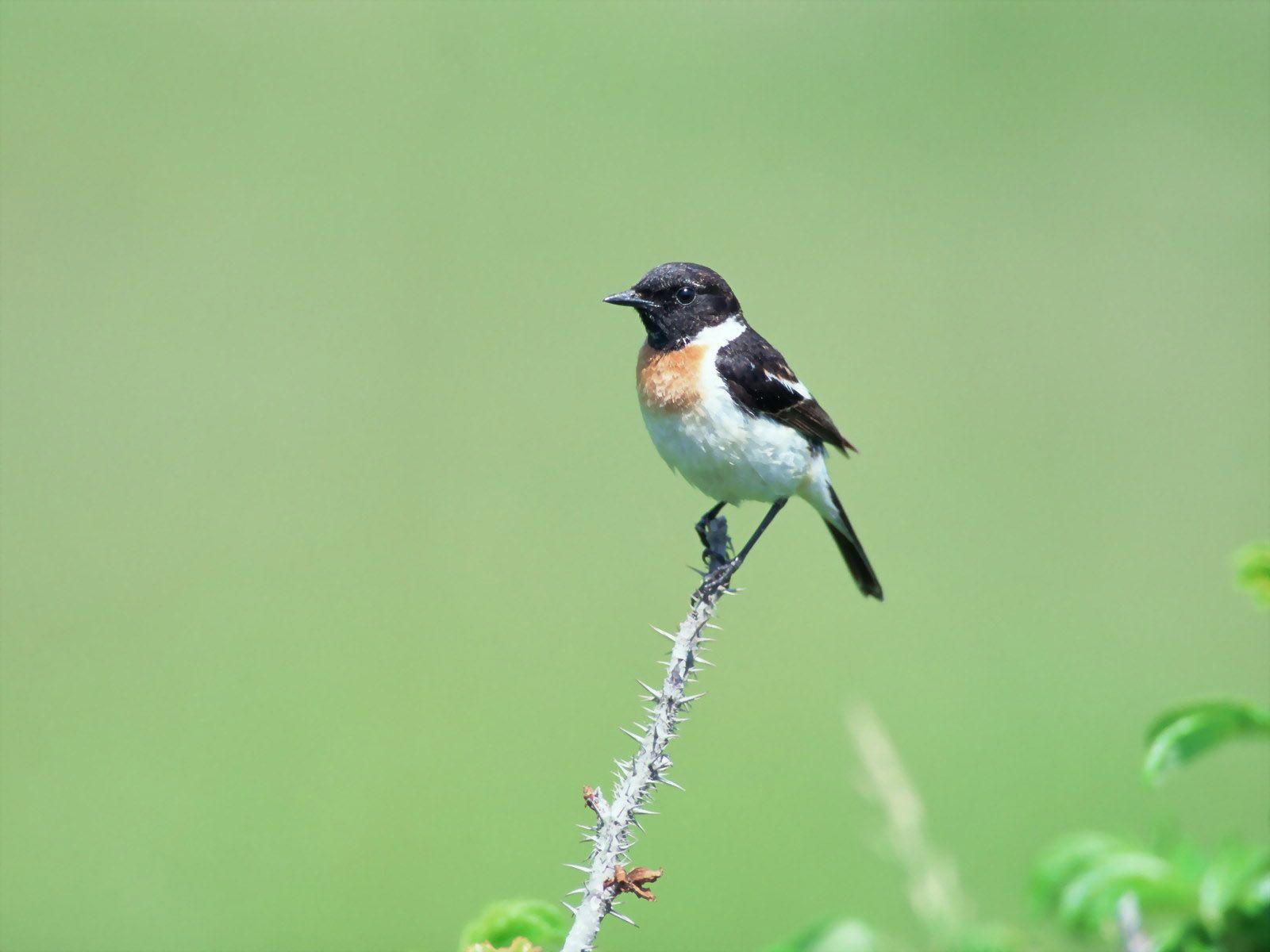 1600x1200 Best top desktop birds wallpaper HD bird wallpaper picture