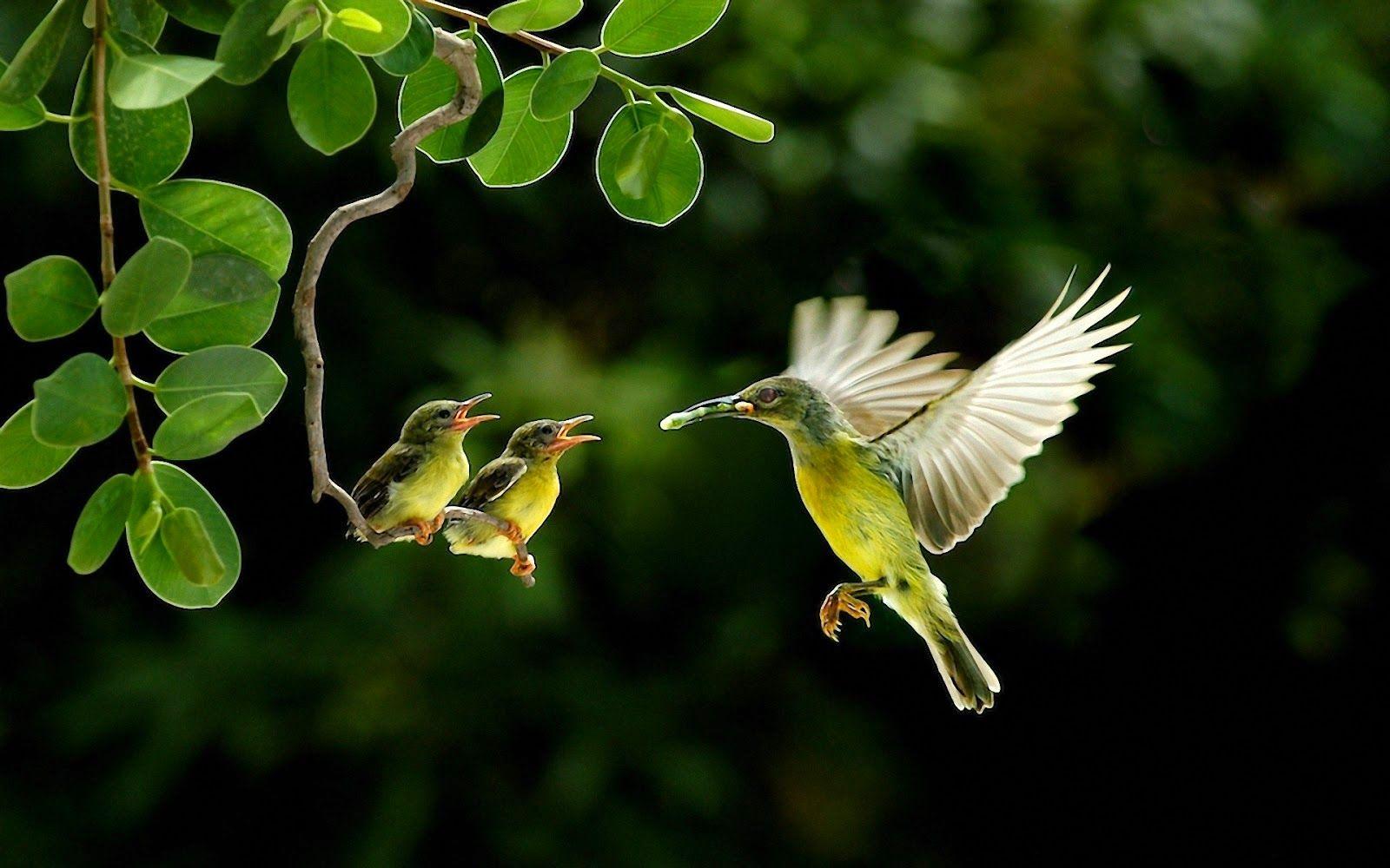1600x1000 Beautiful Wallpaper for Desktop: Beautiful Birds HD Wallpaper