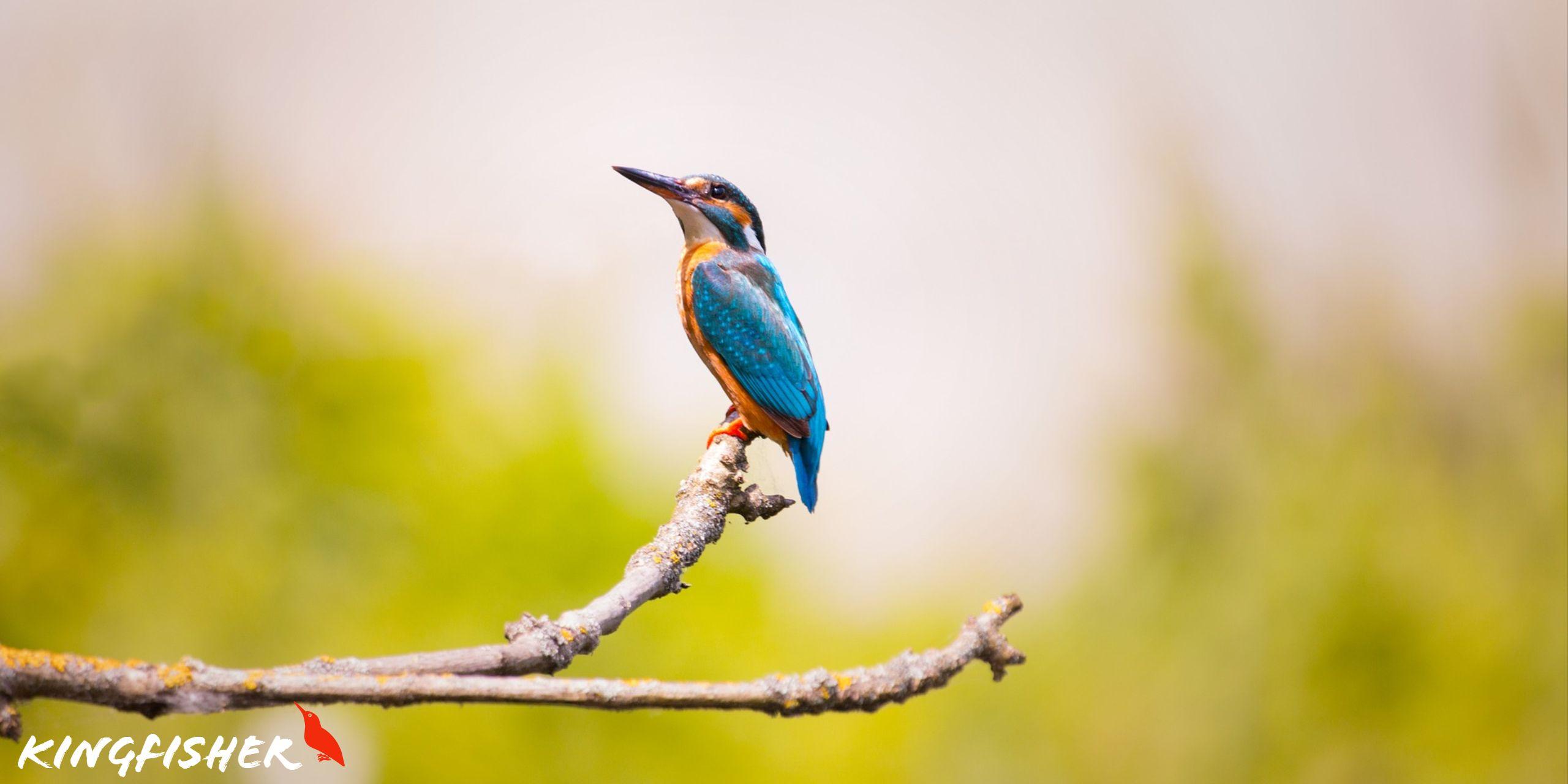 2560x1280 Kingfisher Bird portrait HD Wallpaper