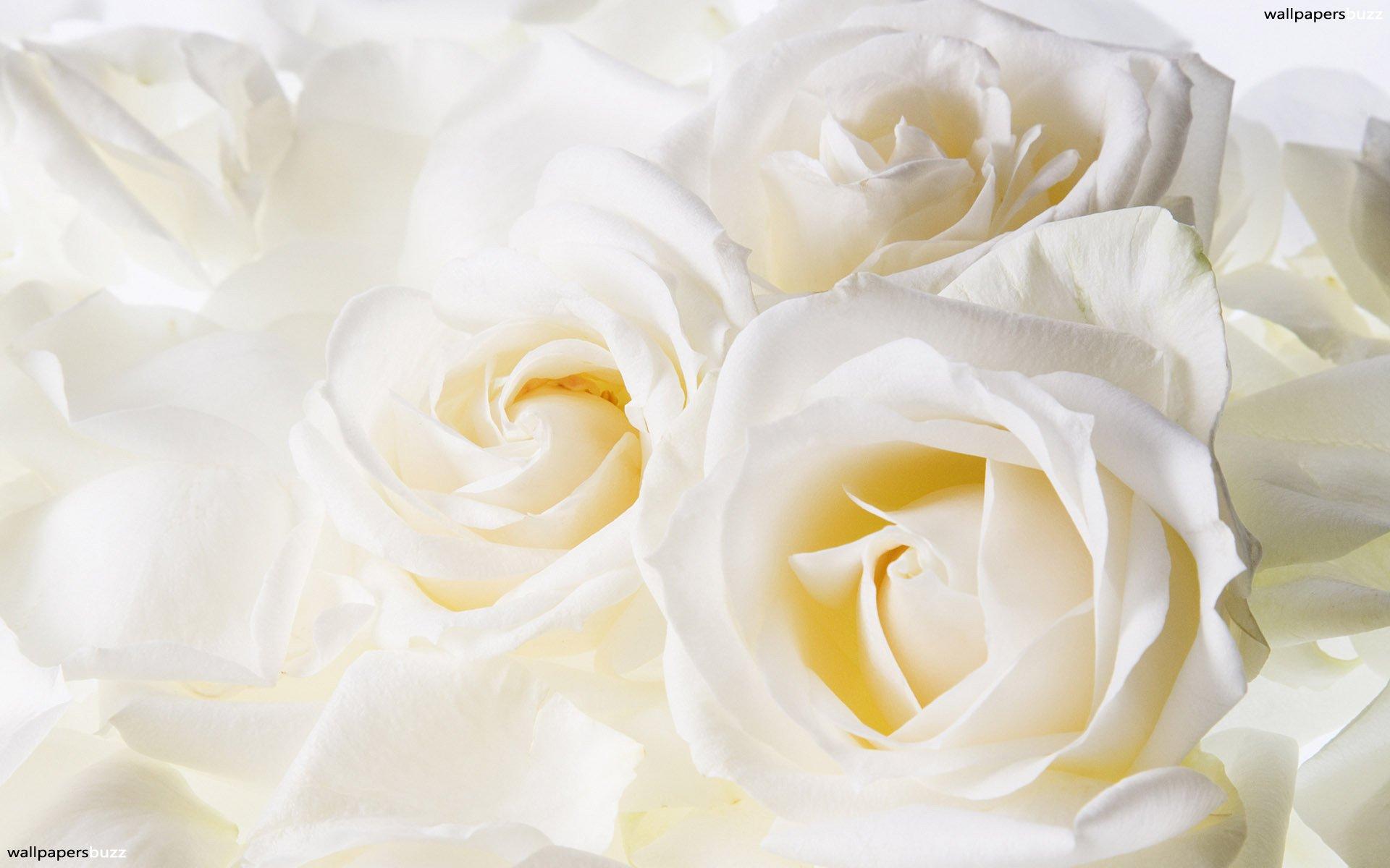 1920x1200 Beautiful White Roses Hd Wallpaper B_beautiful White Roses