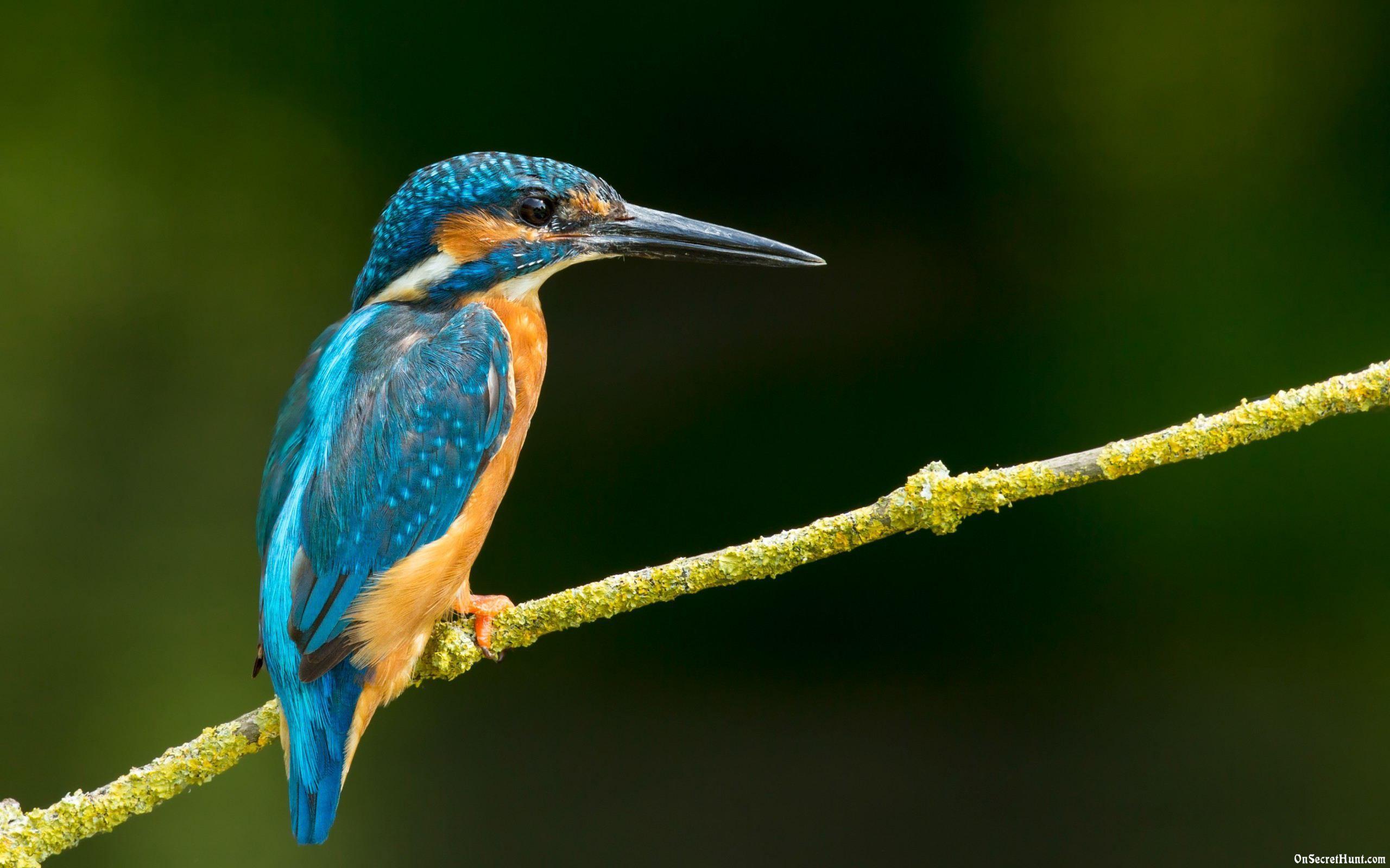 2560x1600 Wallpaper Of Bird