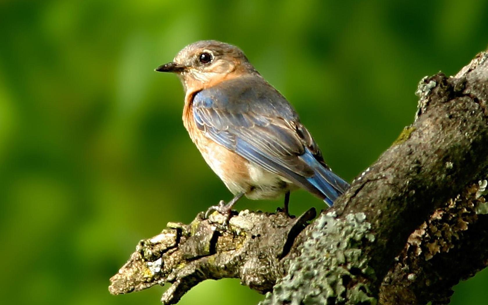 HD Bird Wallpapers - Top Free HD Bird Backgrounds - WallpaperAccess
