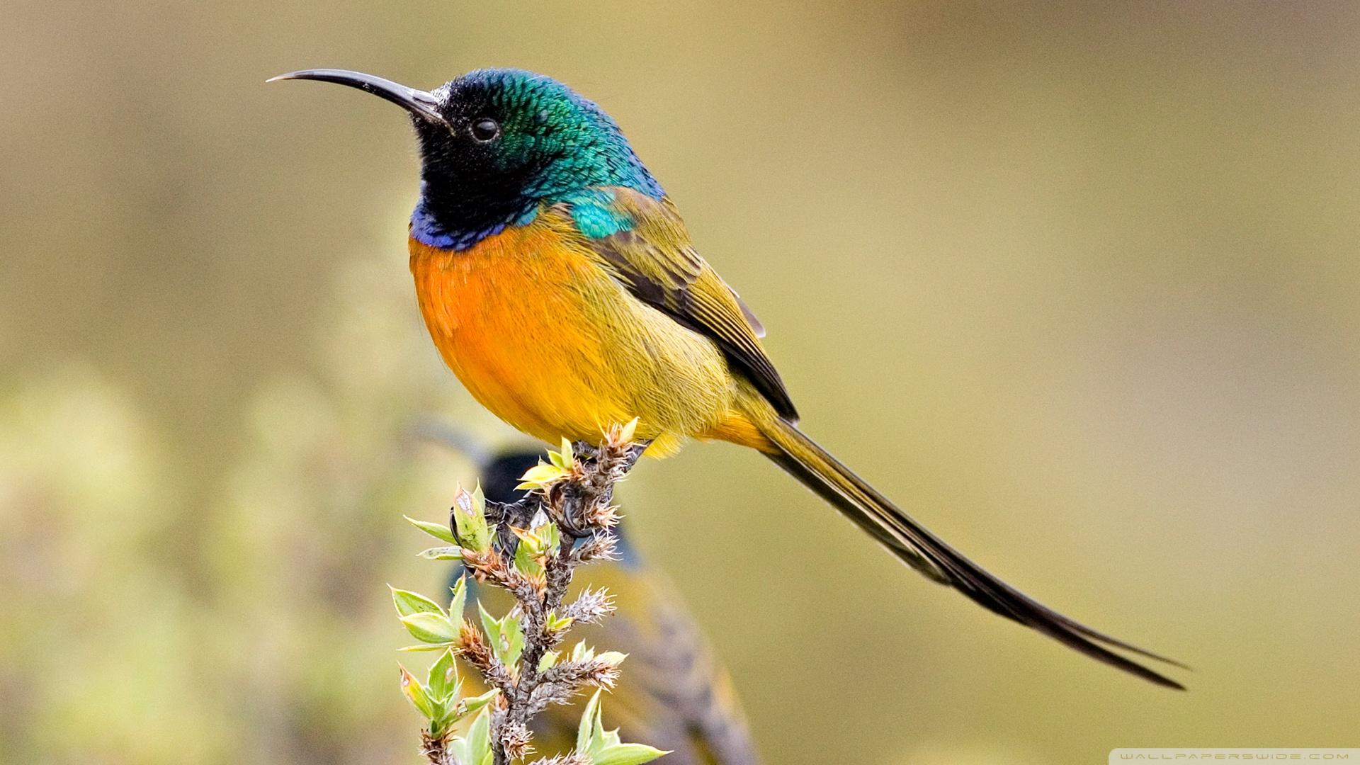1920x1080 HD Bird Wallpaper (1920x1080 px, 0.66 Mb)