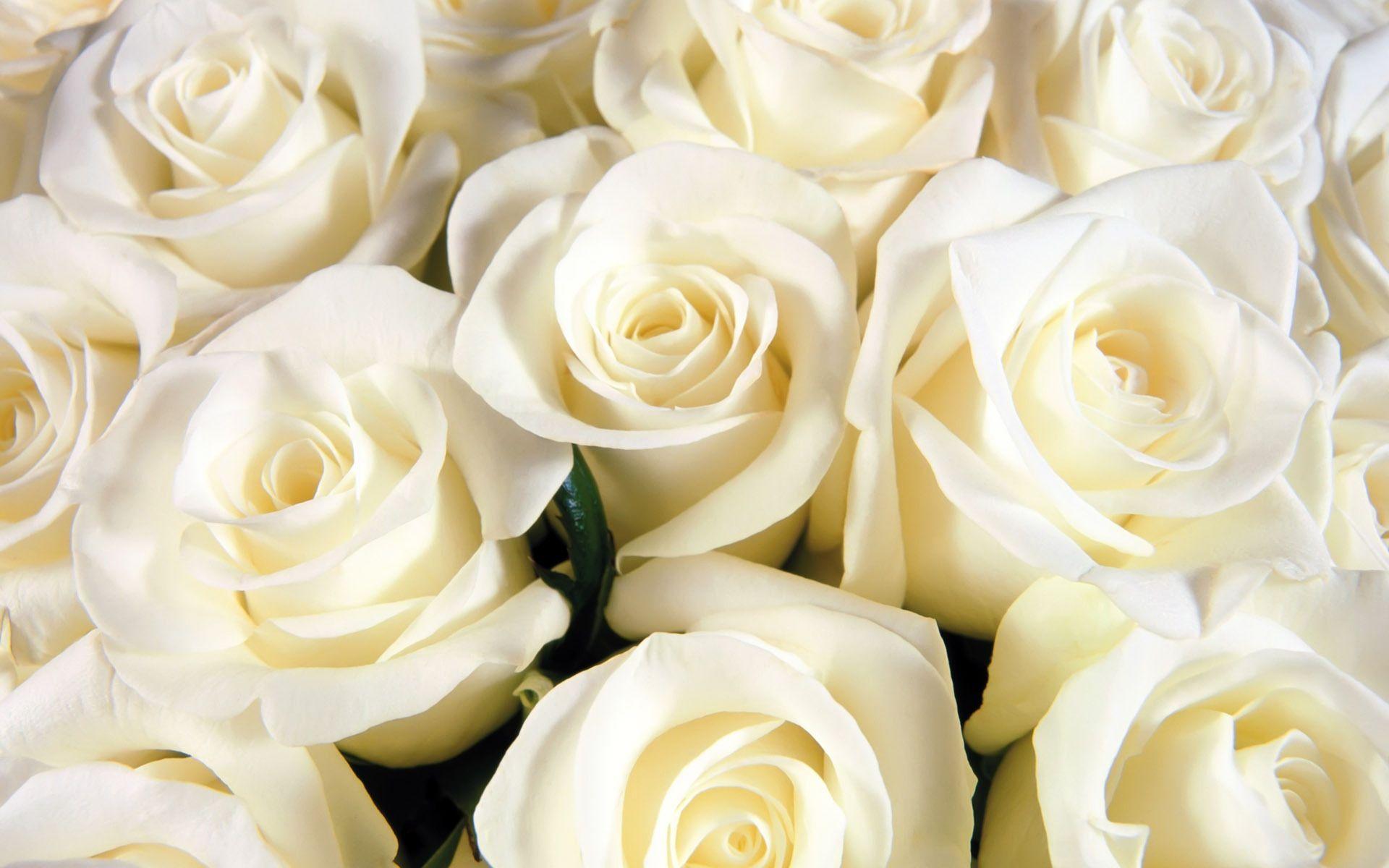 1920x1200 Hd Wallpaper White Roses Wallpaper & Background