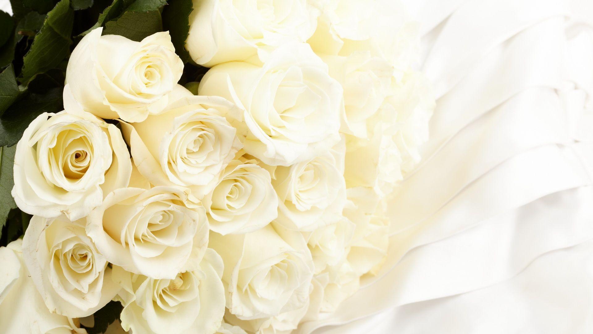 1920x1080 White Rose Wallpaper, Full White Rose Image