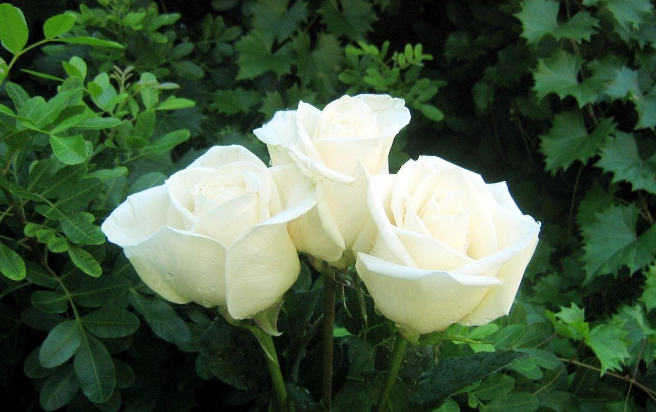 1280x804 Nice White Roses wallpaper. Nice White Roses