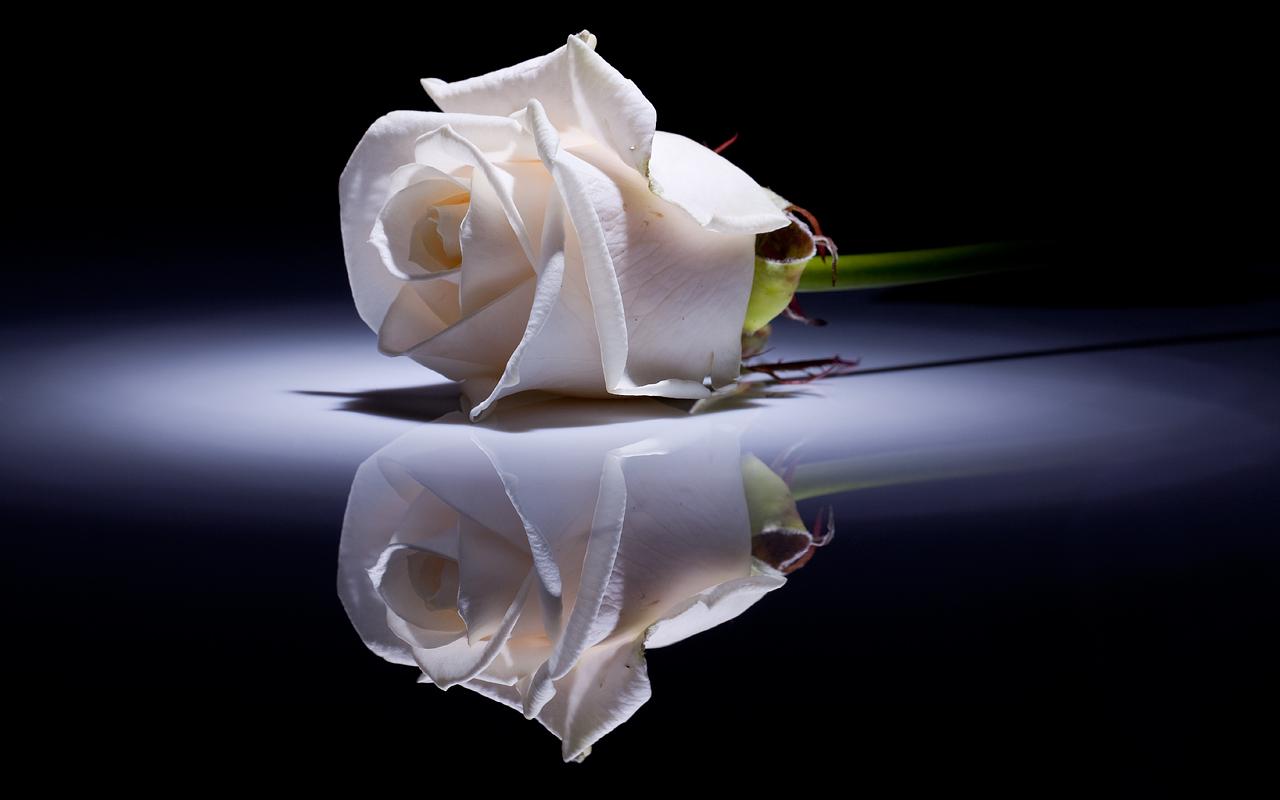1280x800 White Rose HD Desktop Wallpaper Widescreen