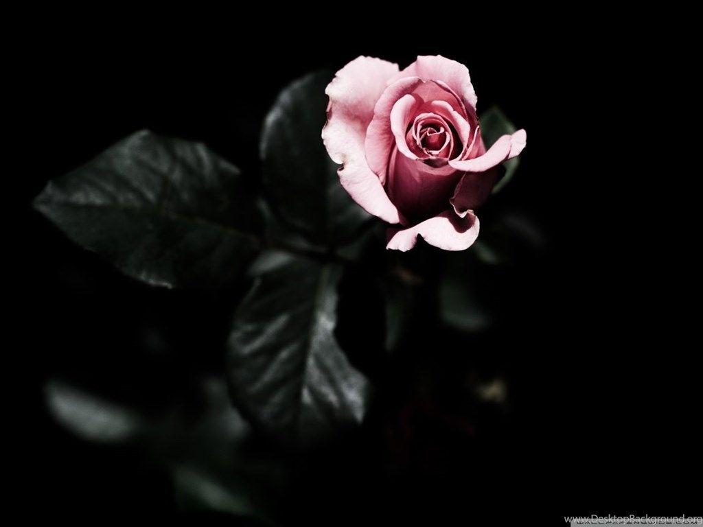 1024x768 Single Pink Rose HD Desktop Wallpaper : High Definition