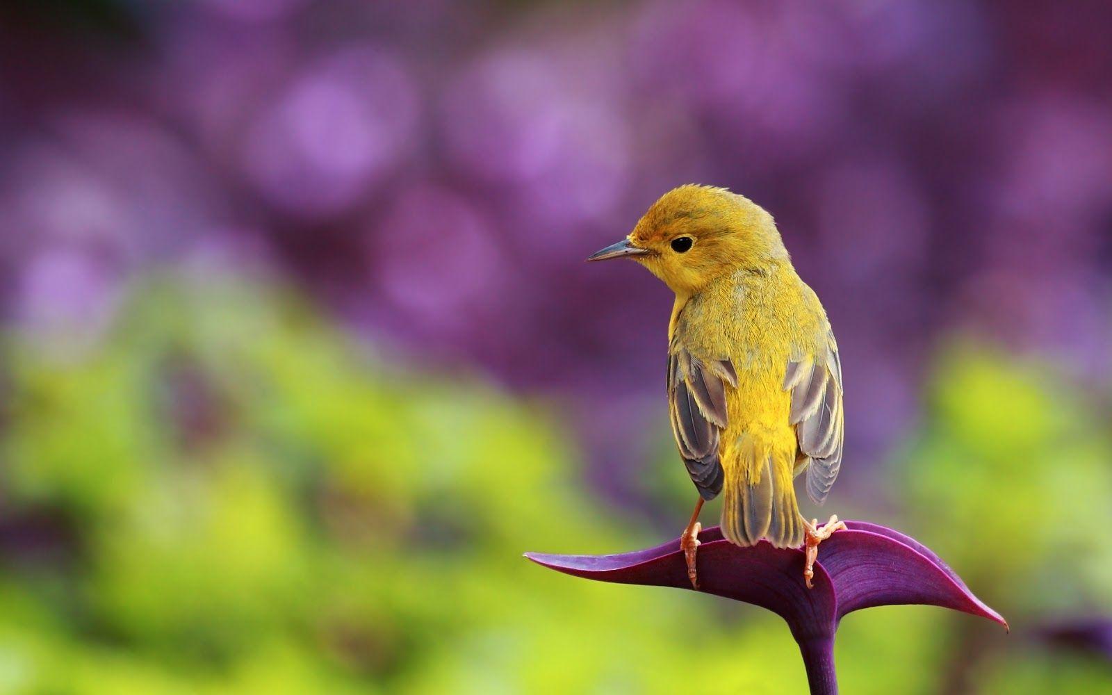 1600x1000 Fantastic HD Bird Wallpaper