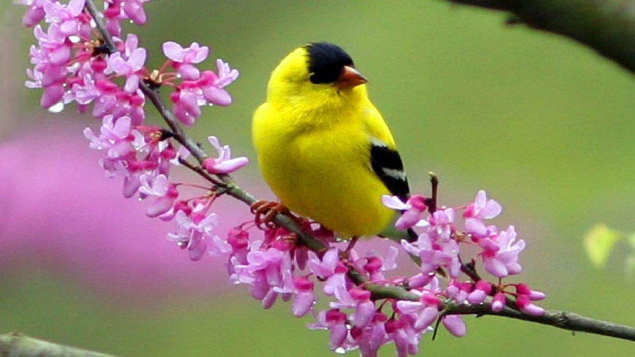 1244x700 HD Bird Wallpaper