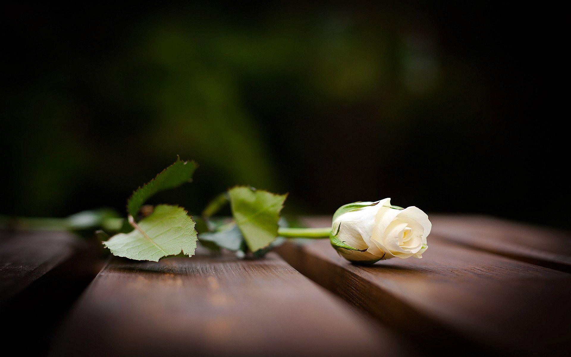 1920x1200 white roses Desktop Wallpaperk HD