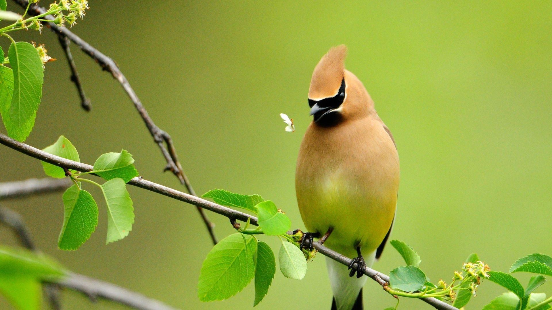 1920x1080 Bird Wallpaper 20482