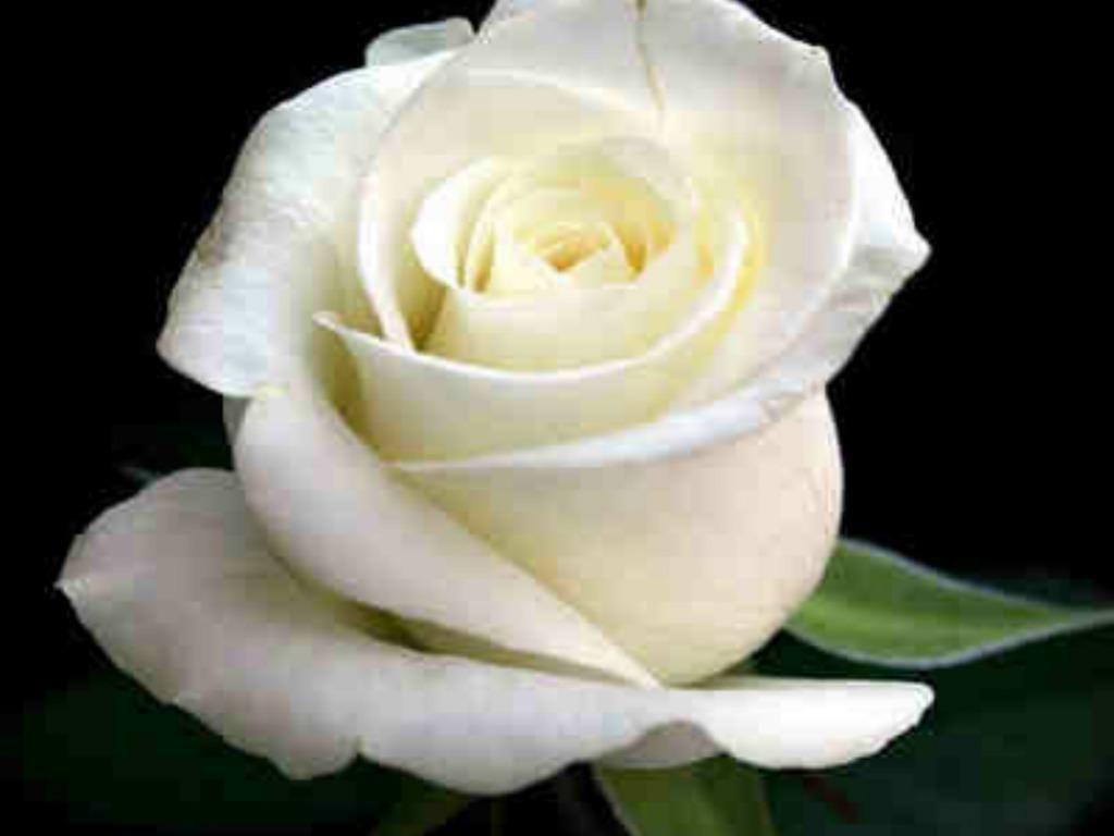 1024x768 Wallpaper cashadvance6online.com, X/ White roses