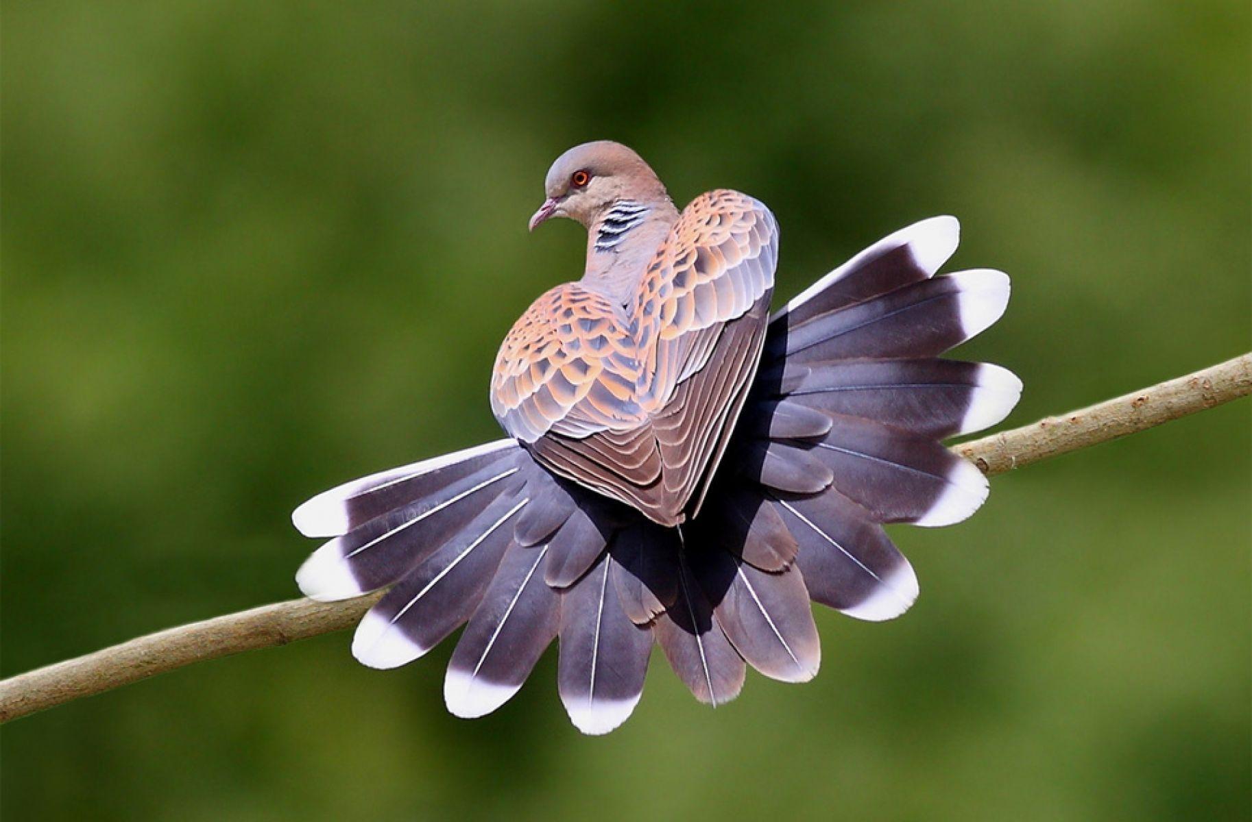 1826x1200 Bird Wallpaper HD Resolution