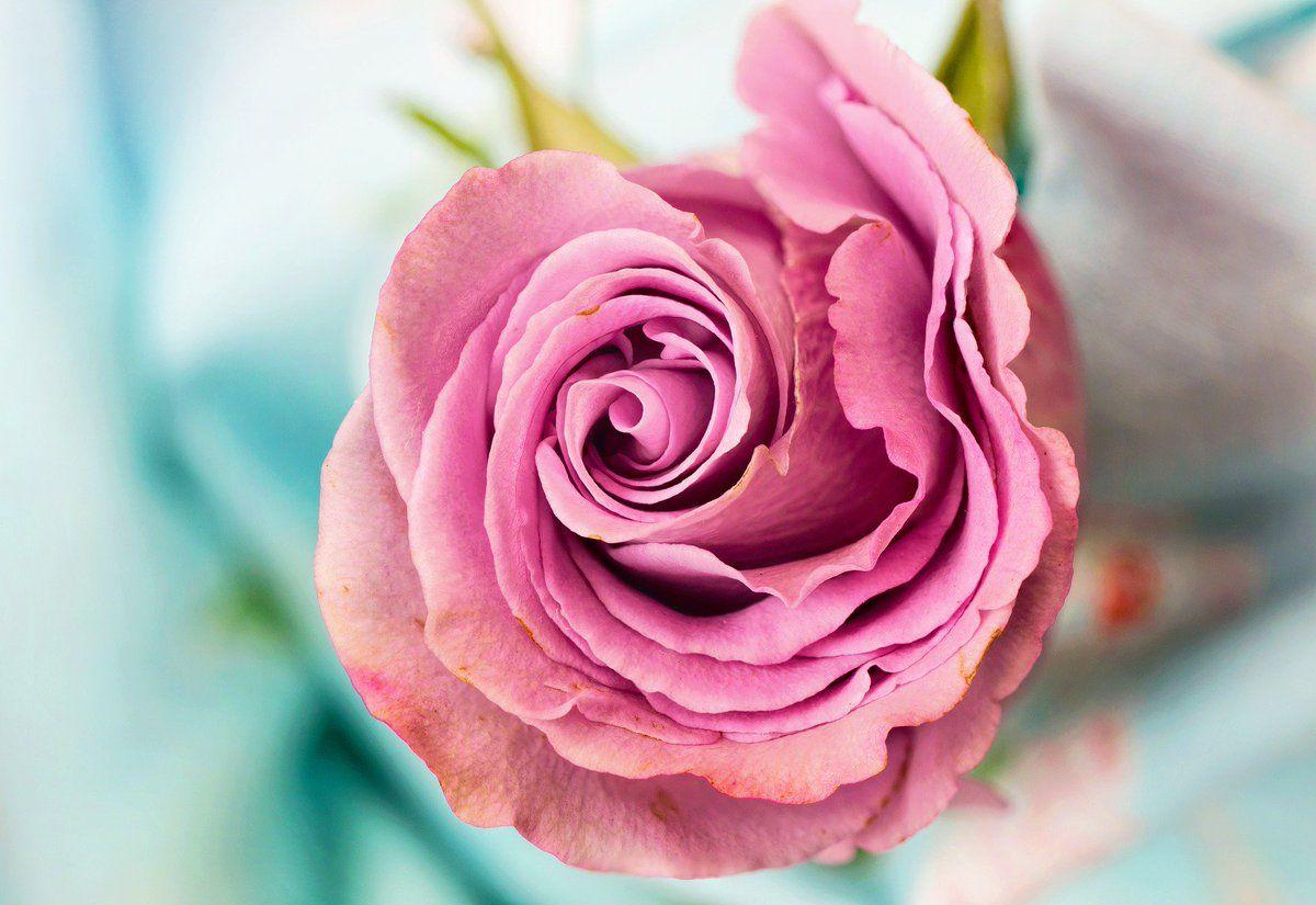 1200x825 HD Wallpaper Pink Rose