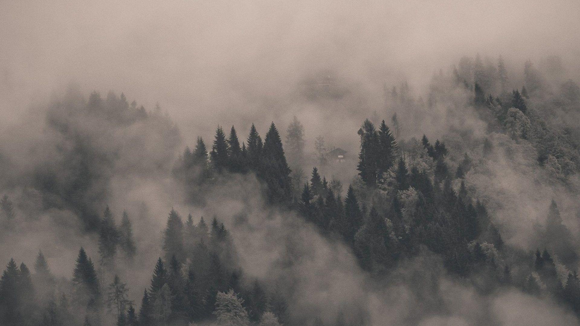 1920x1080 Free download Foggy Forest Wallpaper Flip Wallpaper Download