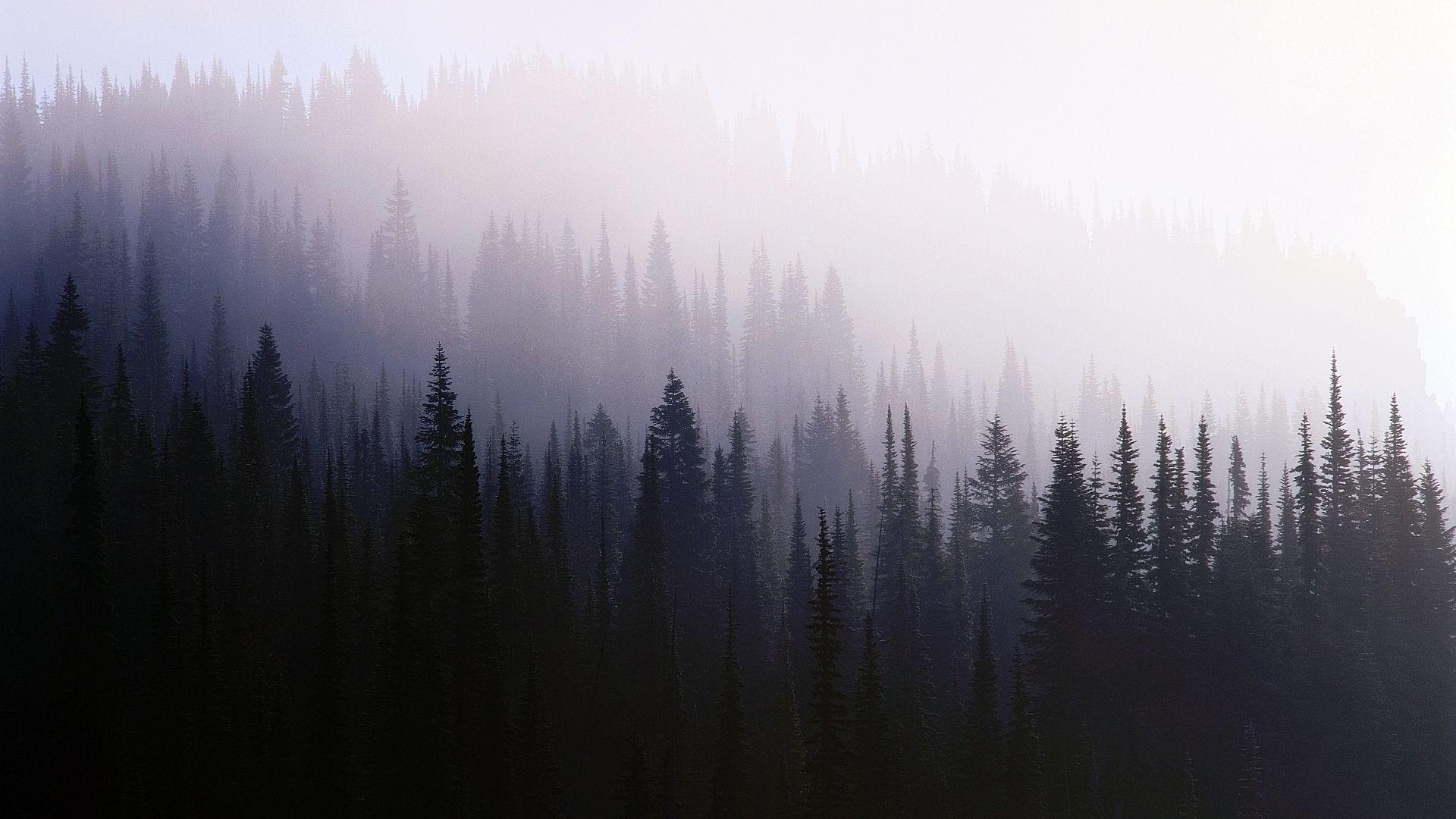 1920x1080 Free download Foggy Forest Wallpaper 1080p Flip Wallpaper