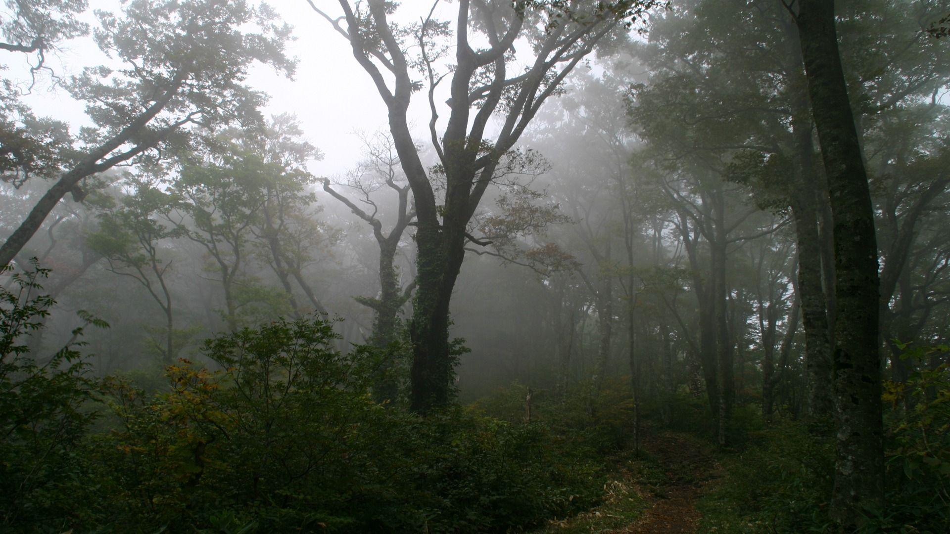1920x1080 Foggy Forest Wallpaper Landscape Nature Wallpaper in jpg format