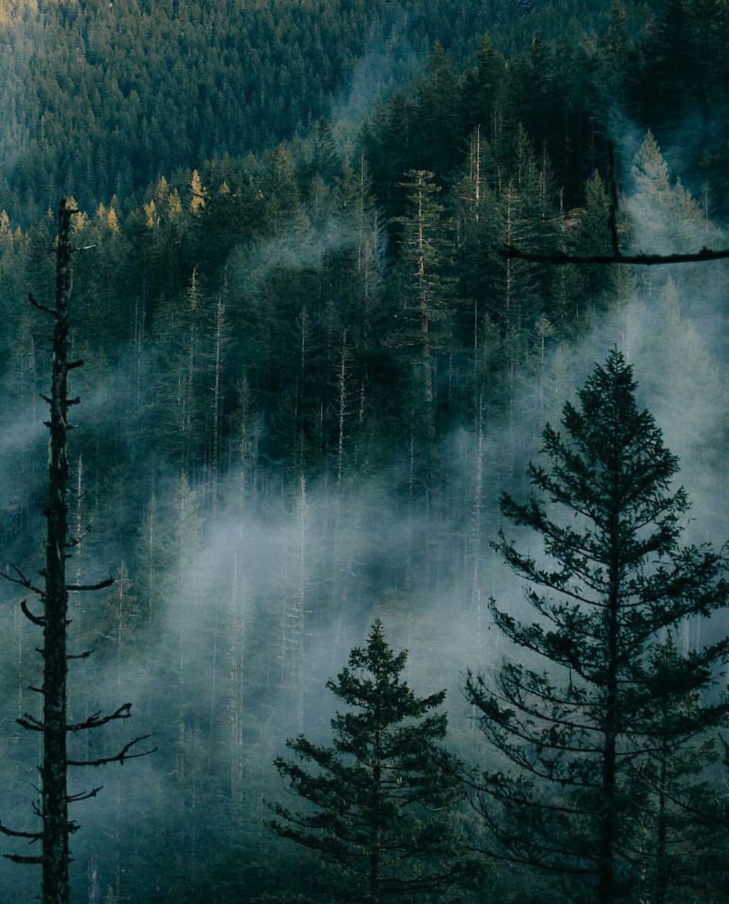1033x1280 Foggy Forest wallpaper
