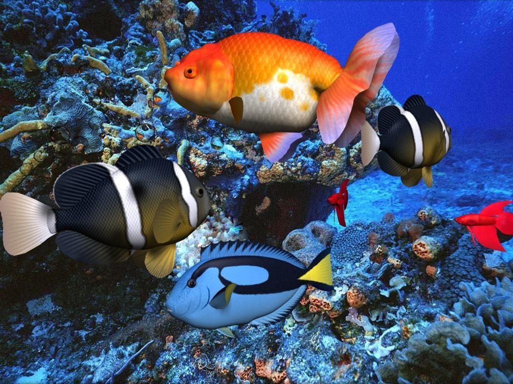 Aquarium Fish Live Wallpaper 3DFish Background HD for Android  Download   Cafe Bazaar