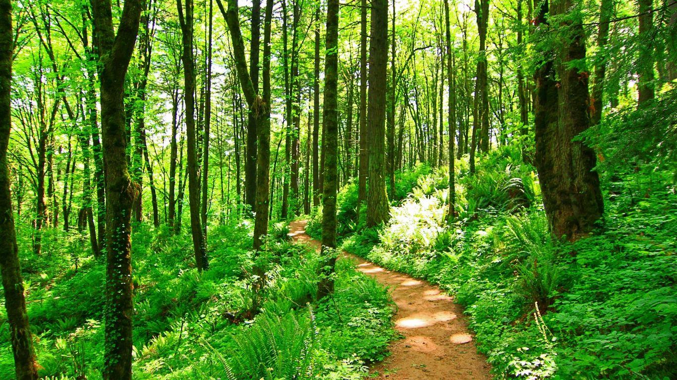1366x768 Free download Forest Trail Wallpaper Forest Trail Related Keywords