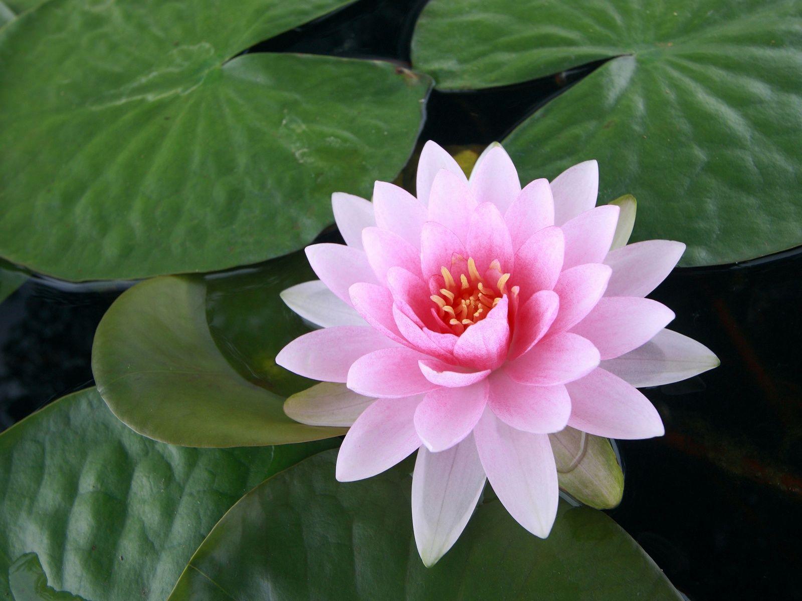 1600x1200 lotus buddhism flowers
