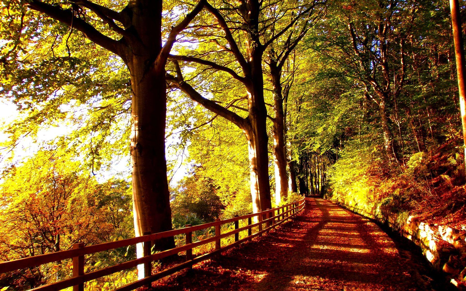 1920x1200 Forest Trail wallpaper HD free. Forest trail, Nature