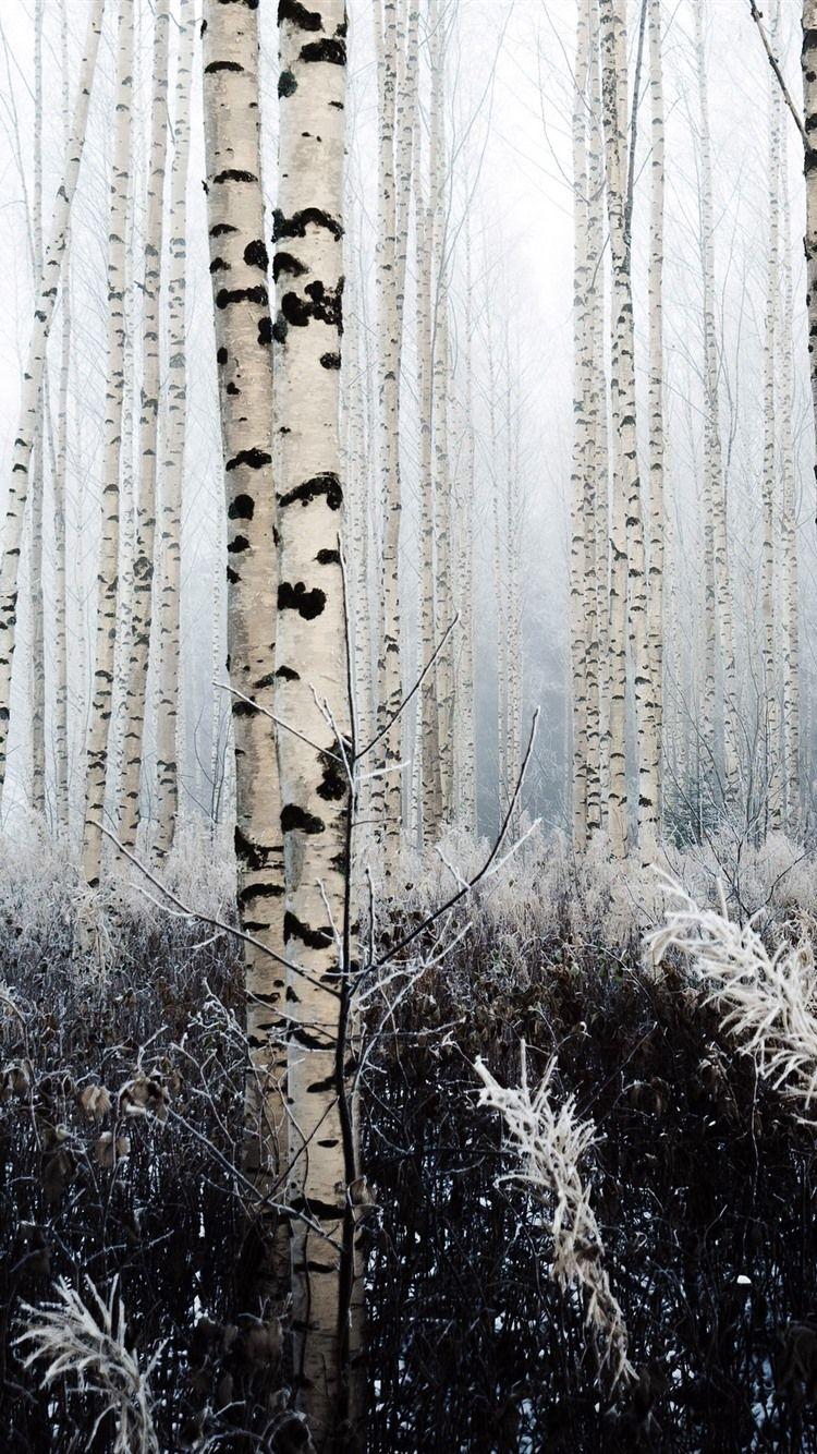 750x1334 Wallpaper Birch, trees, frost 2560x1600 HD Picture, Image