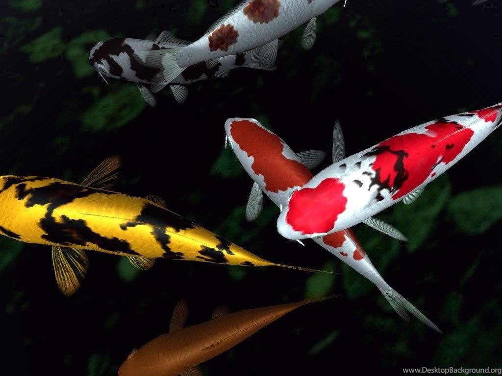 3d Koi Fish Wallpaper Image Num 71