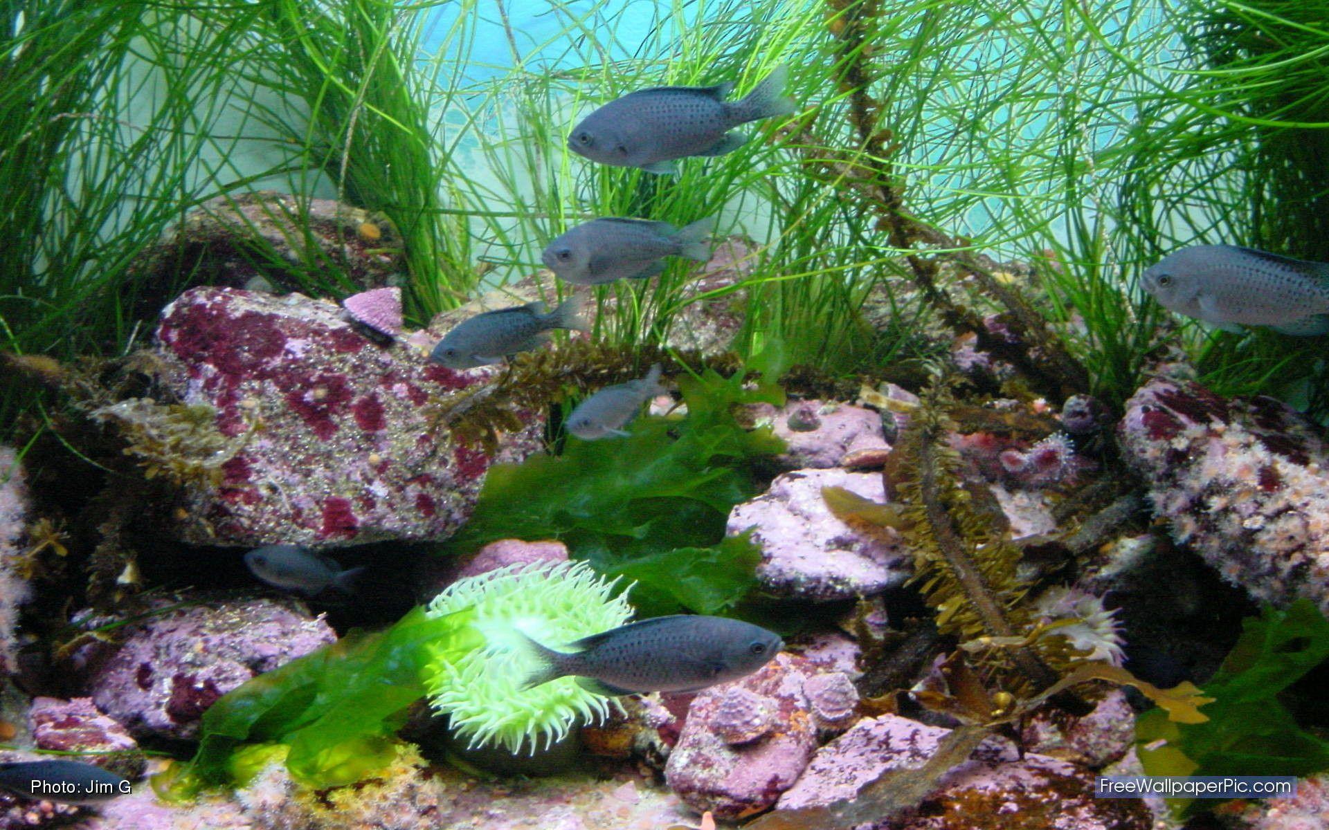 Какие организмы живут в аквариуме 5 класс. Рыбки для аквариума. Аквариумные рыбки на рабочий стол. Фон для аквариума. Обои на рабочий стол аквариум.