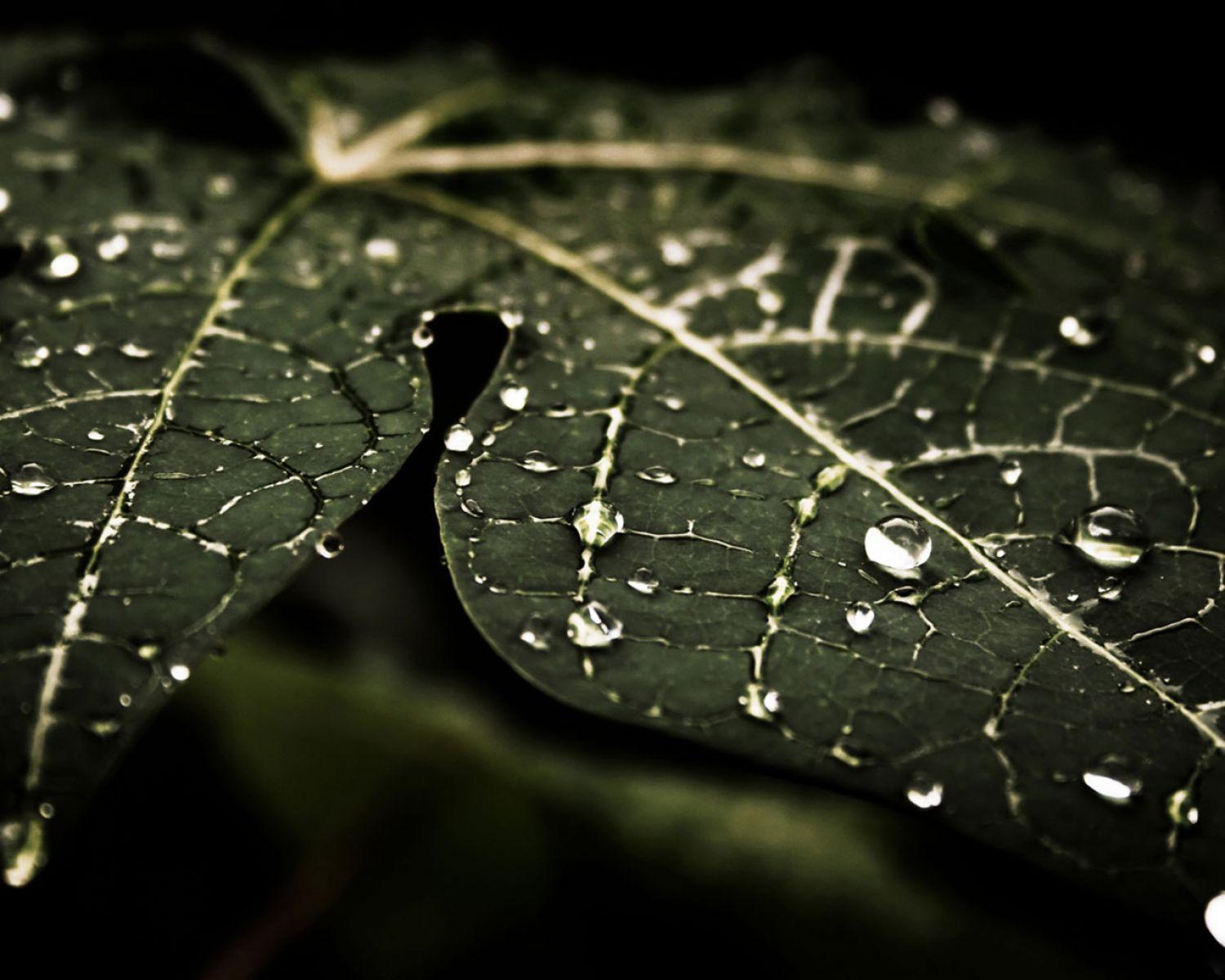 1500x1200 3D Leafs and Water Wallpaper. HD 3D and Abstract Wallpaper