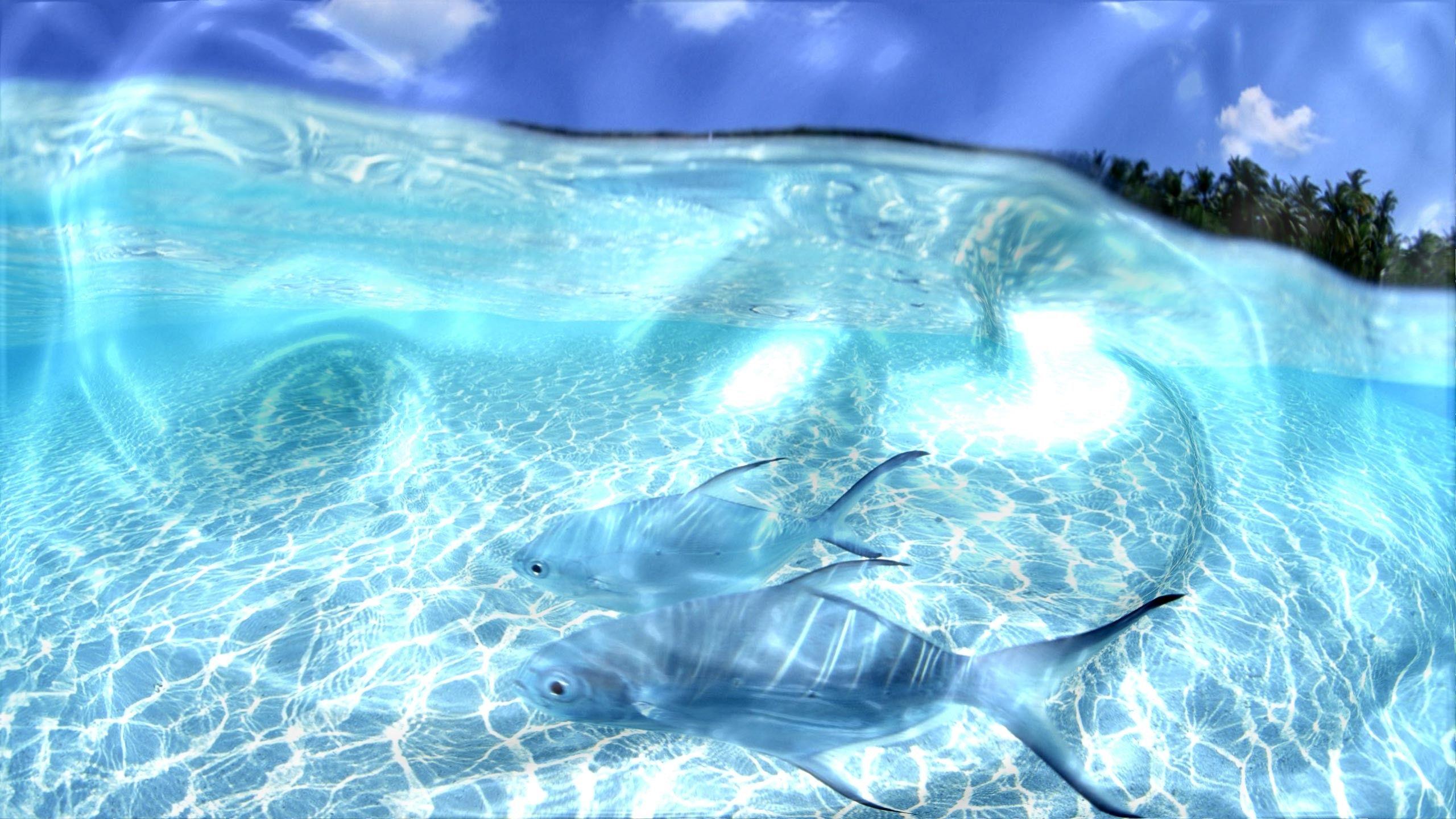 2560x1440 Live Desktop Wallpaper