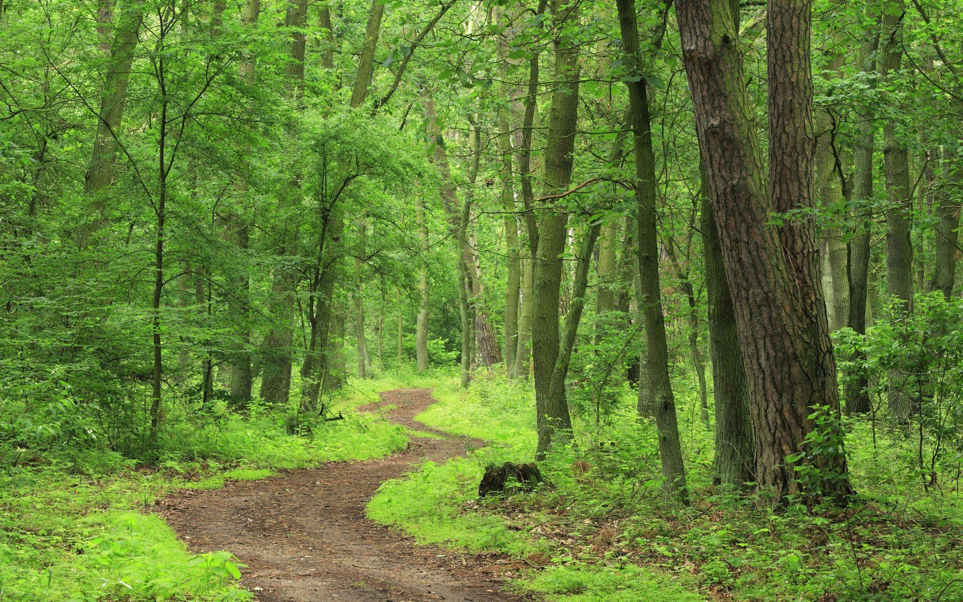 Forest trail. Сахалин лес. Тропинка в лесу. Лесная тропа. Лесные тропинки.