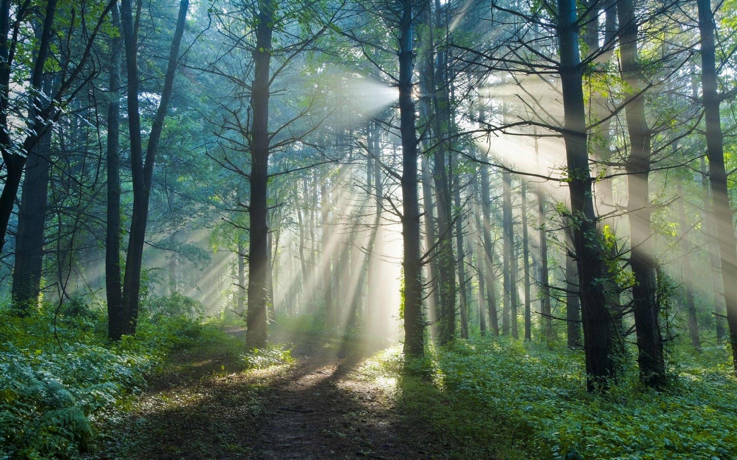 2560x1600 Wallpaper Summer morning, forest, trail, sun rays 2560x1600 HD