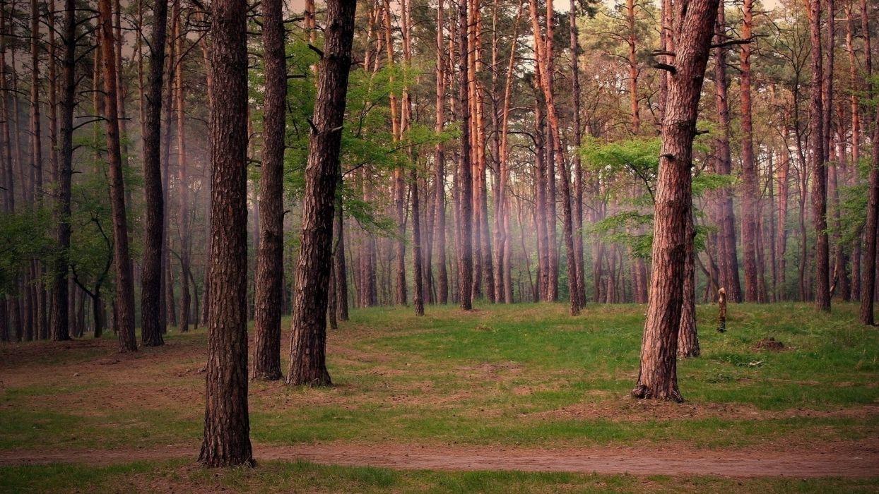 1244x700 Summer forest trail nature fog wallpaperx1080