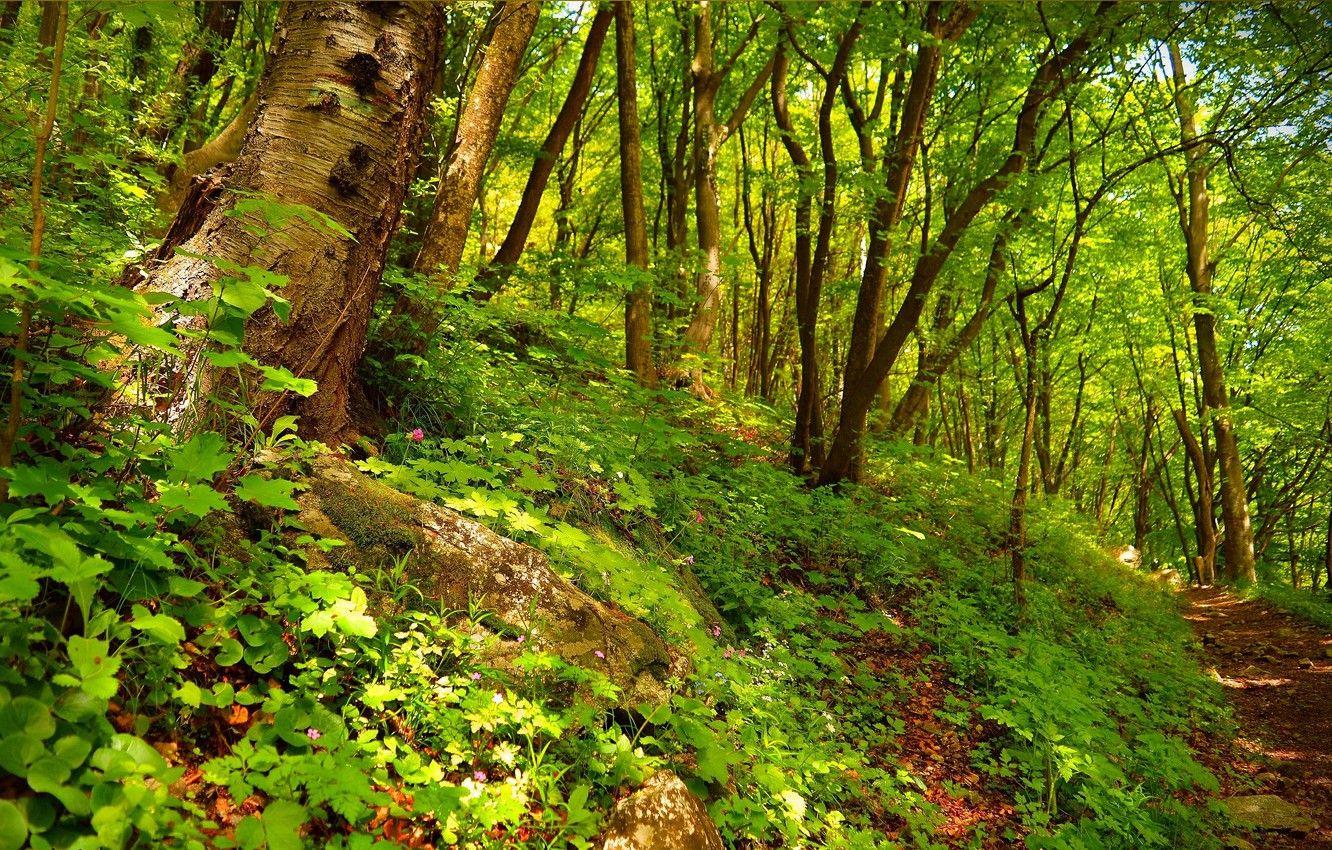 Forest Trail Wallpapers - Top Free Forest Trail Backgrounds ...