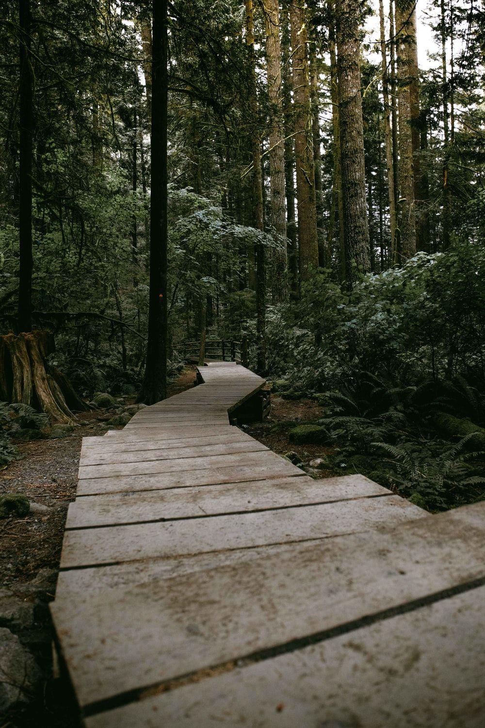 1000x1500 Forest Trail Picture. Download Free Image