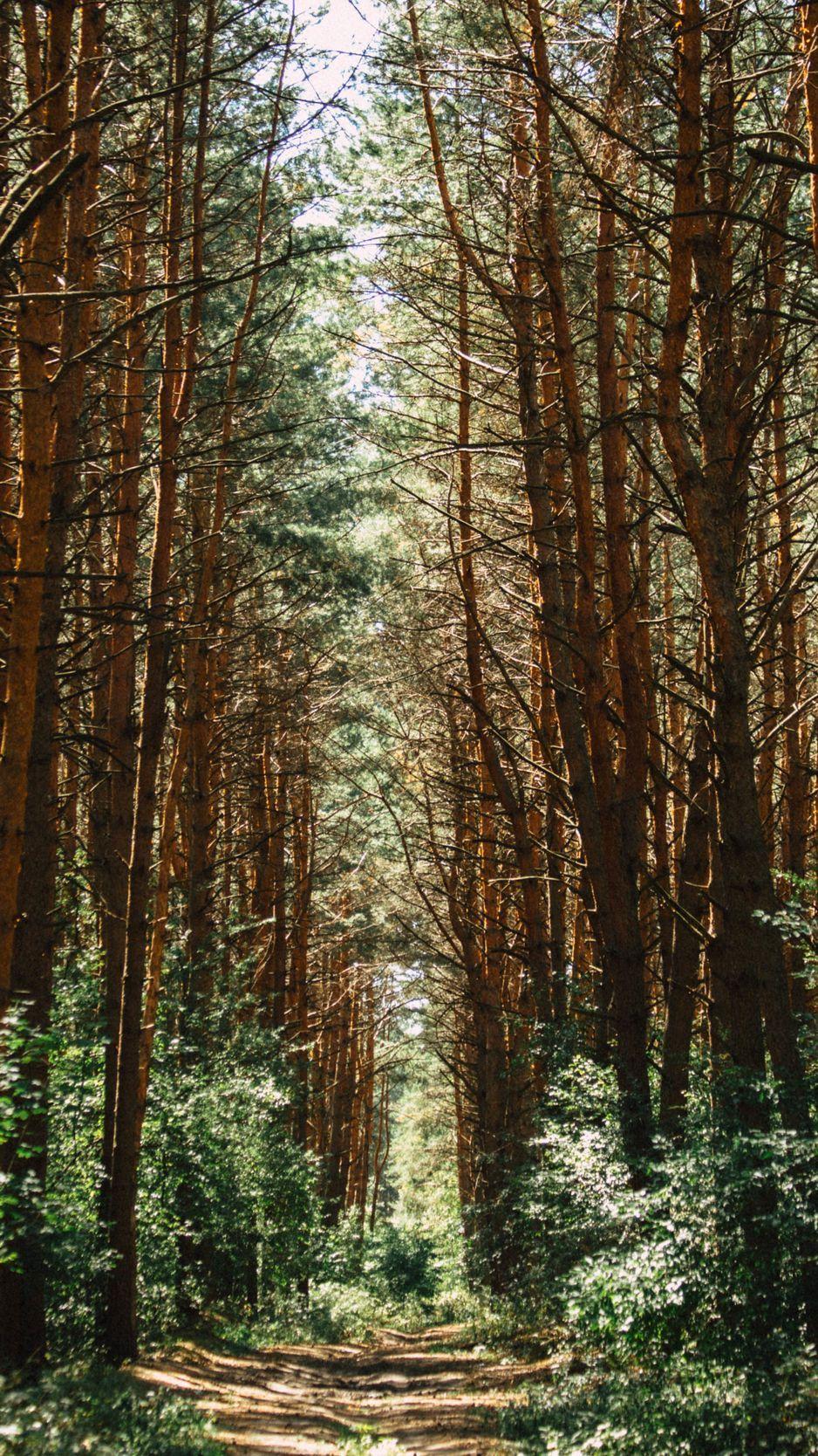 938x1668 Download Wallpaper 938x1668 Forest, Trees, Trail Iphone 8 7 6s 6