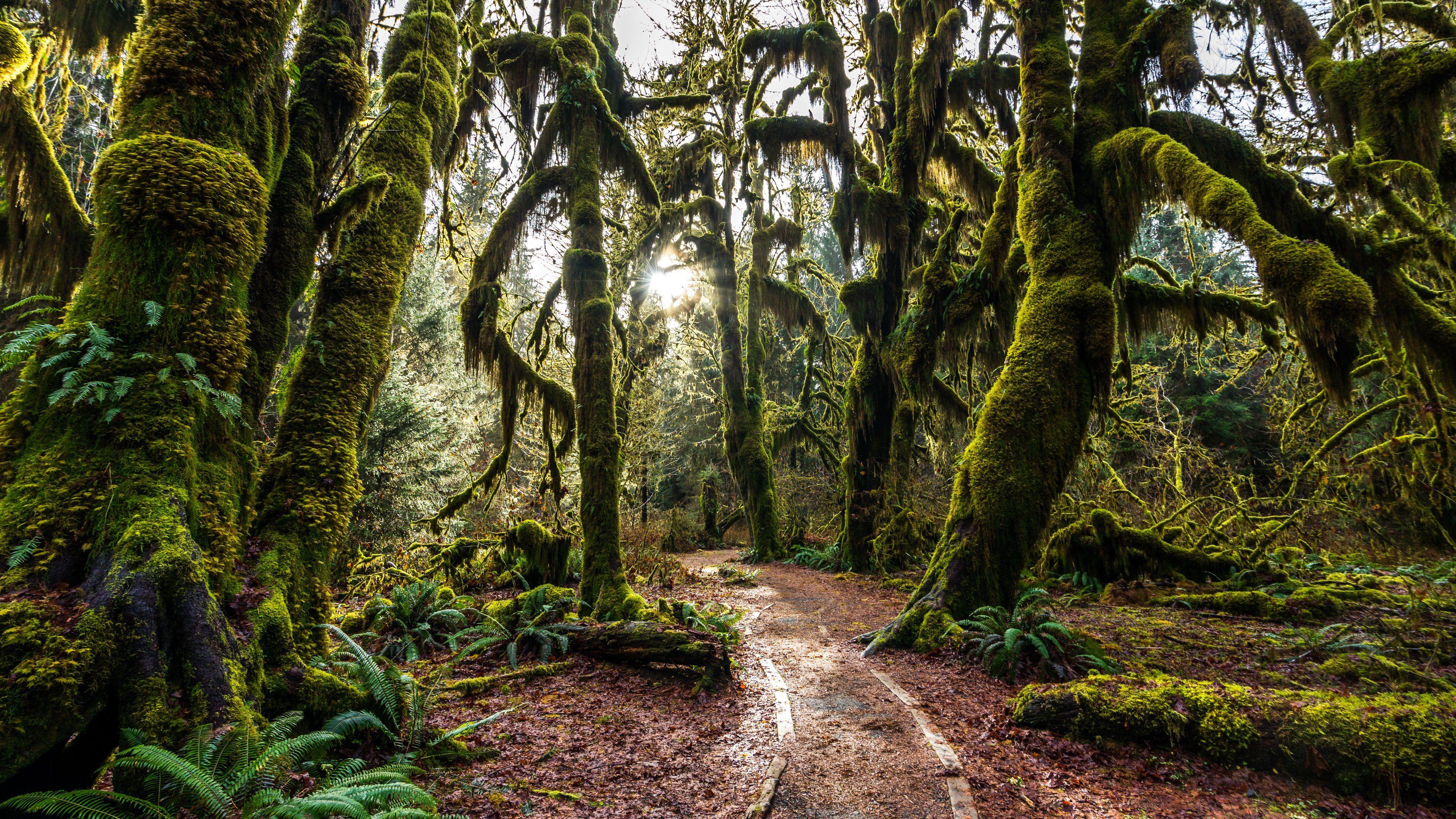 3840x2160 Nature Landscape Forest Trees Covered With Green Moss Forest Trail