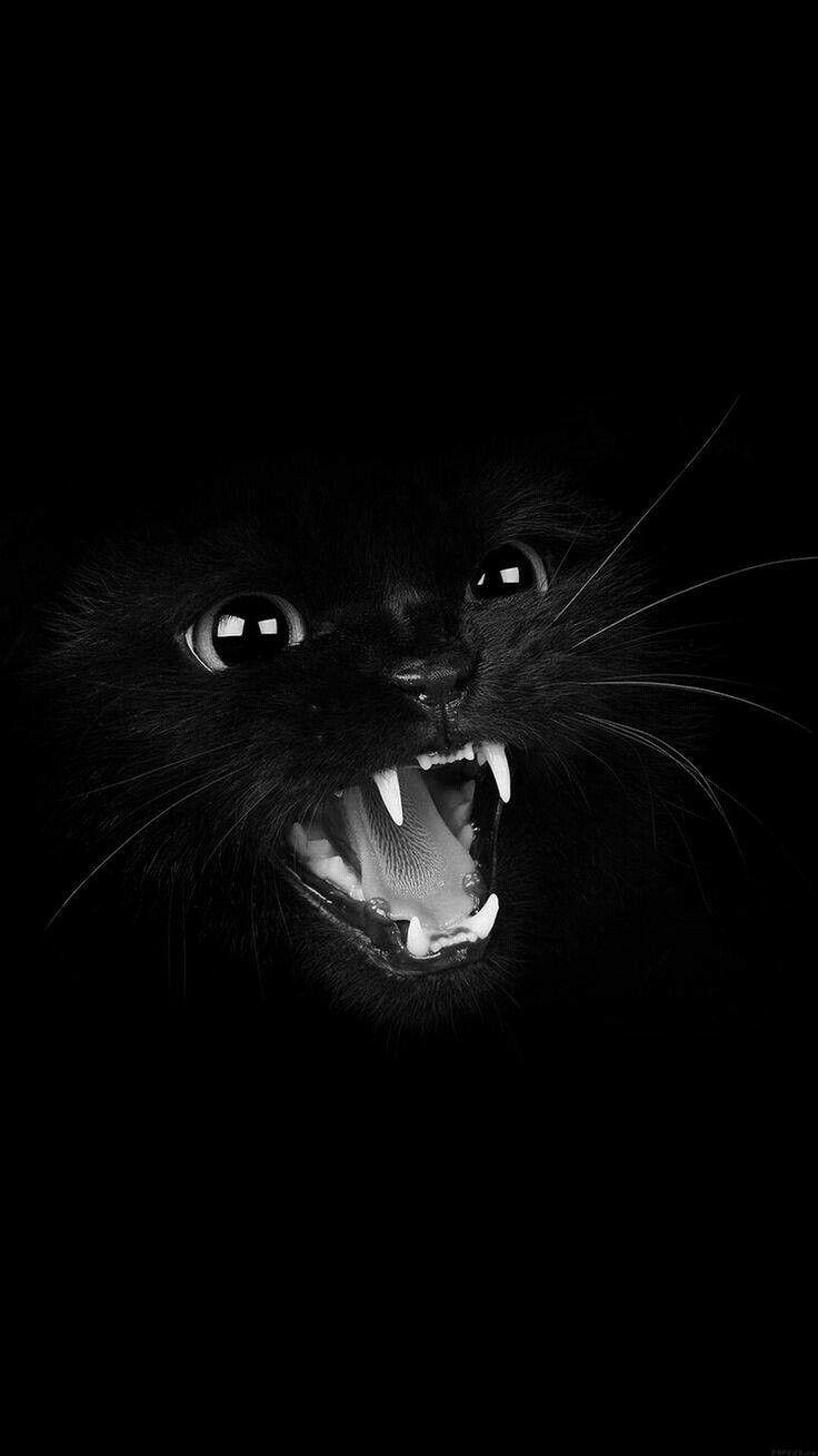 736x1309 Cute animals. Cat dark, Cat