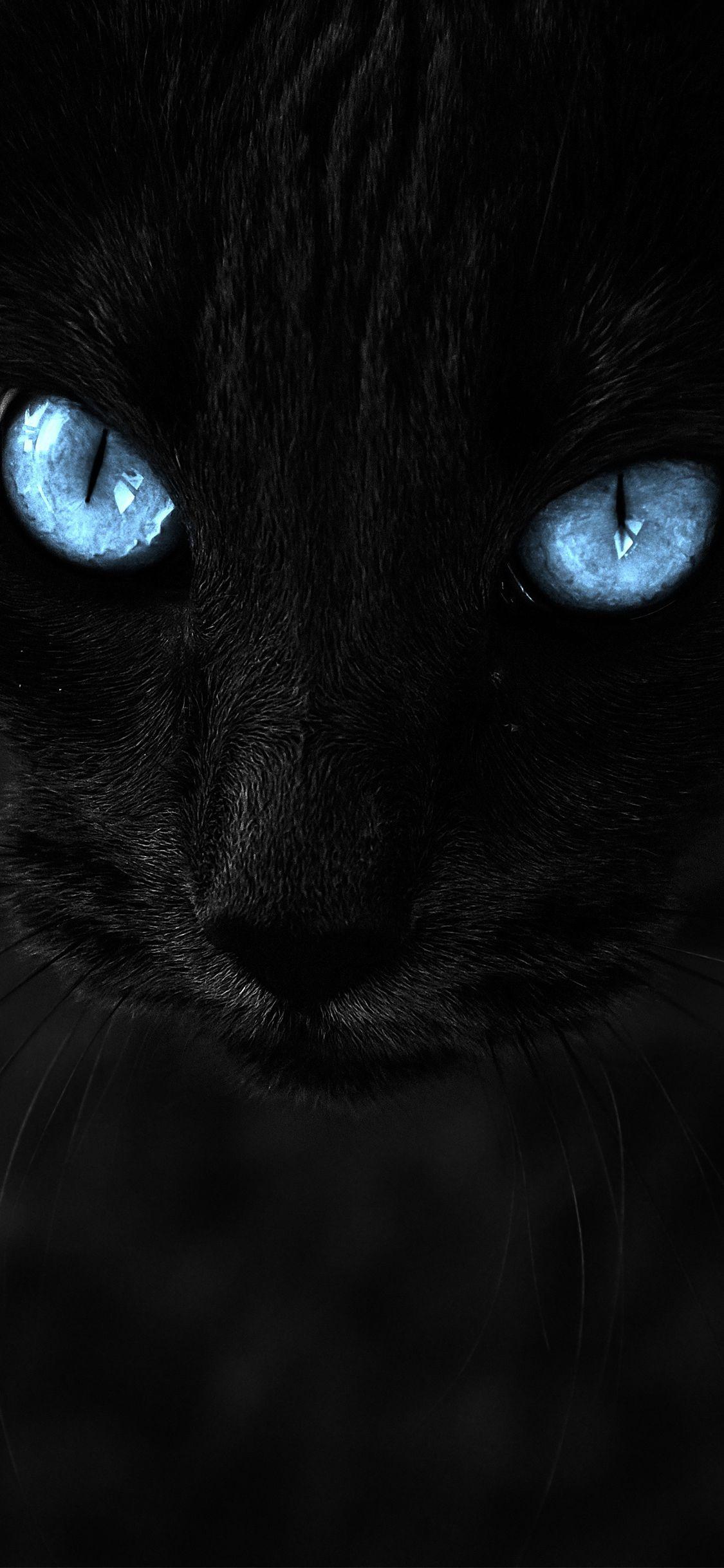1125x2436 Cat HD iPhone Wallpaper