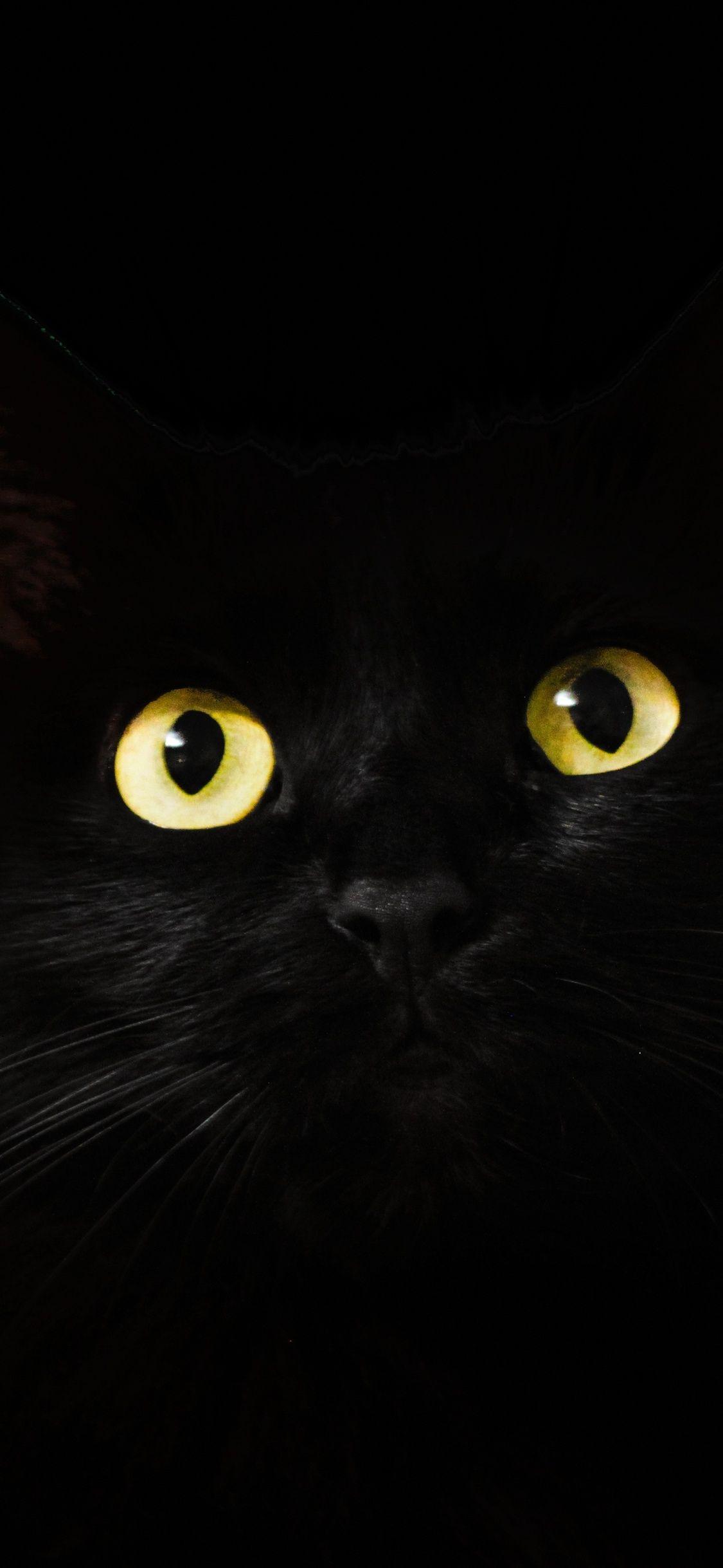 1125x2436 Black Cat Eyes Dark 5k iPhone XS, iPhone iPhone X HD