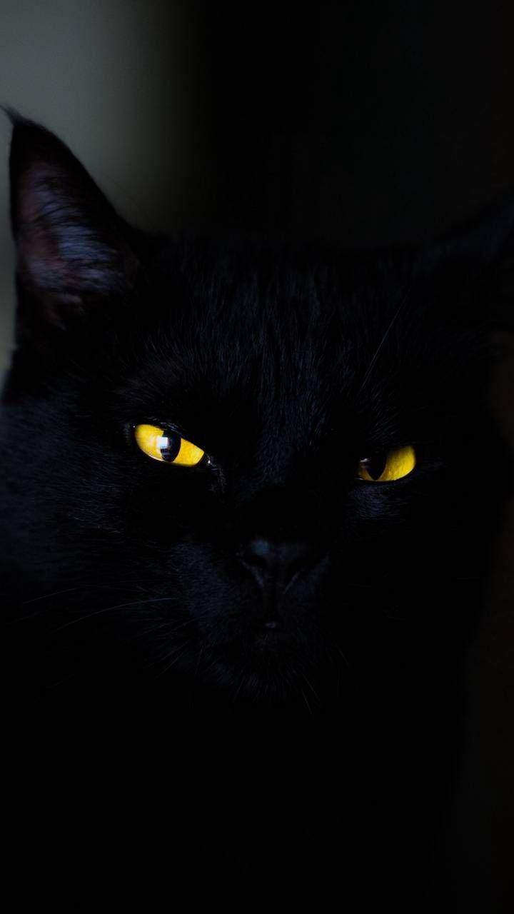 Dark Cat Iphone Wallpapers - Top Free Dark Cat Iphone Backgrounds 